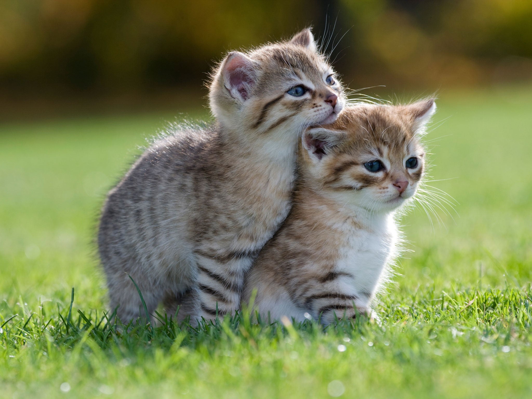 Two tabby kittens, Green grass lawn, Sunny bokeh background, HD Desktop wallpaper