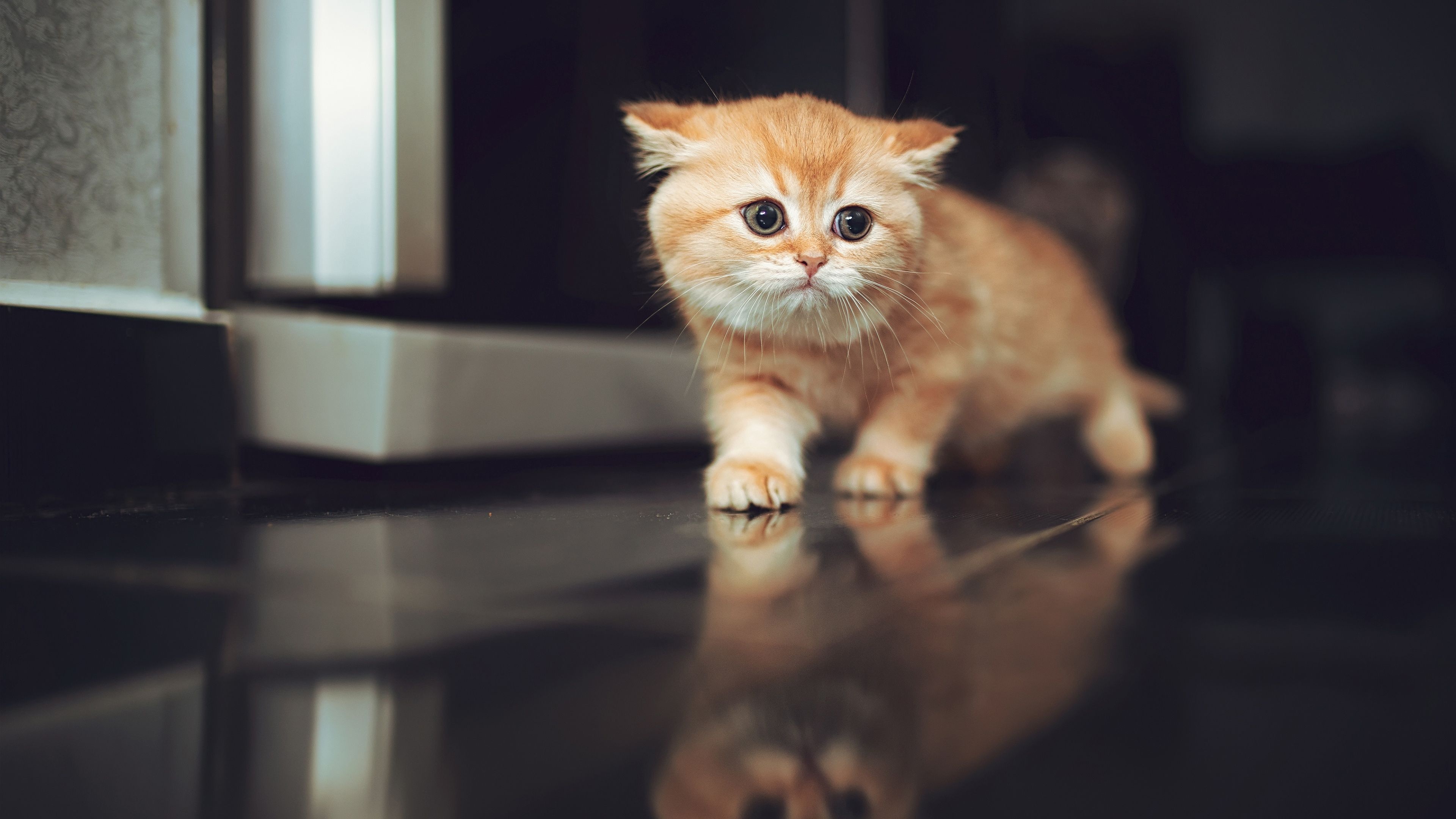 ginger Scottish Fold kitten, reflective black tile floor, kitten mirror reflection, 4K Desktop wallpaper