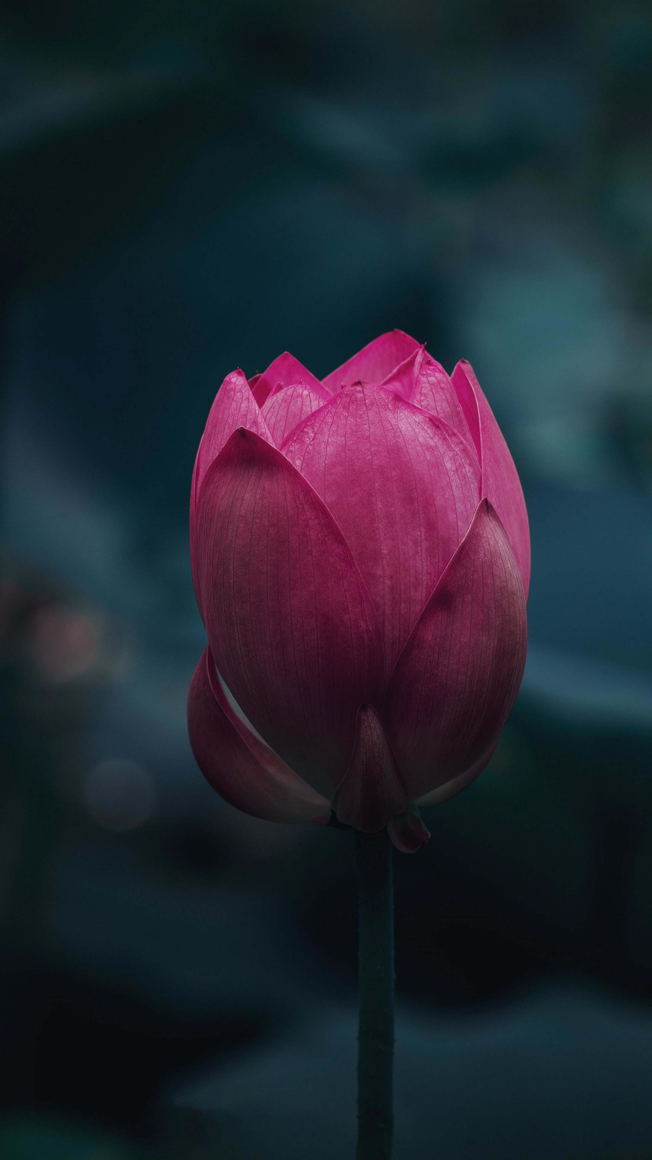 Bud, Lotus (Flower) Wallpaper, 2160x3840 4K Phone