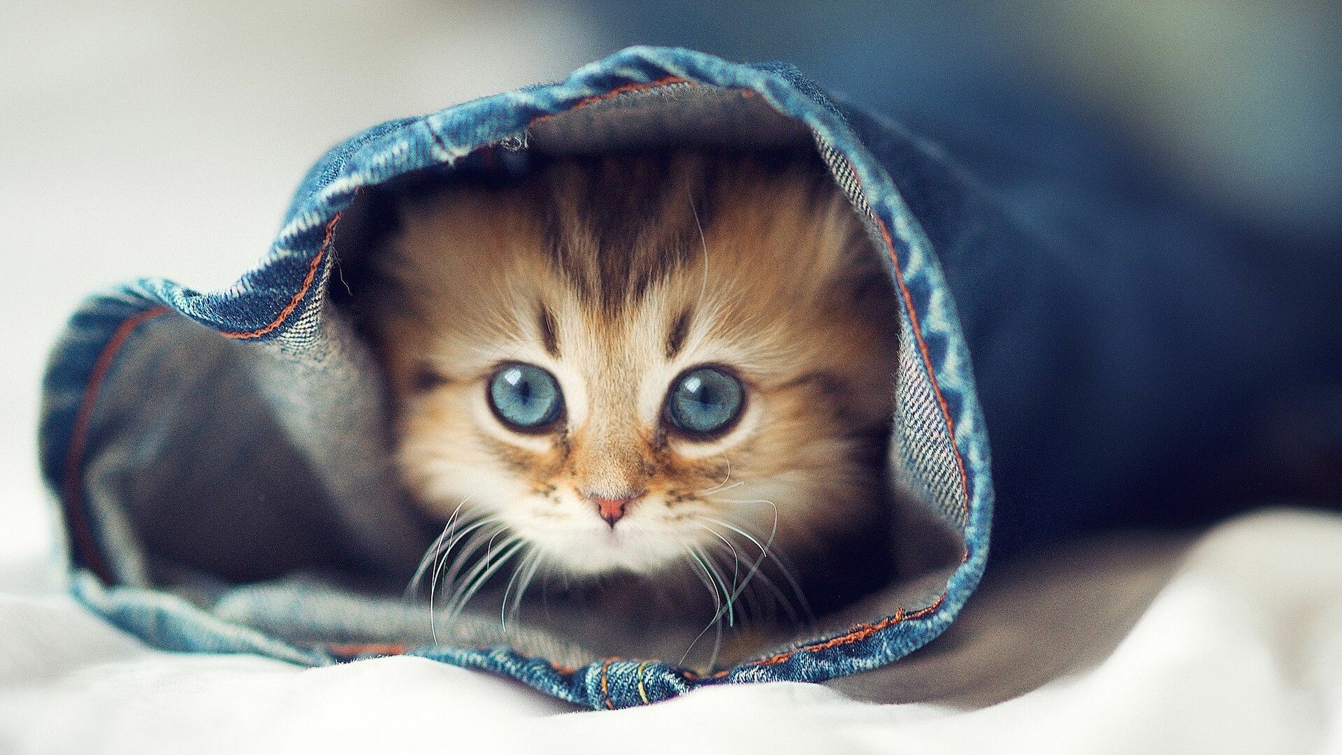 Cute cat wallpapers, High-resolution images, Feline cuteness overload, Lovely backgrounds, 1920x1080 Full HD Desktop