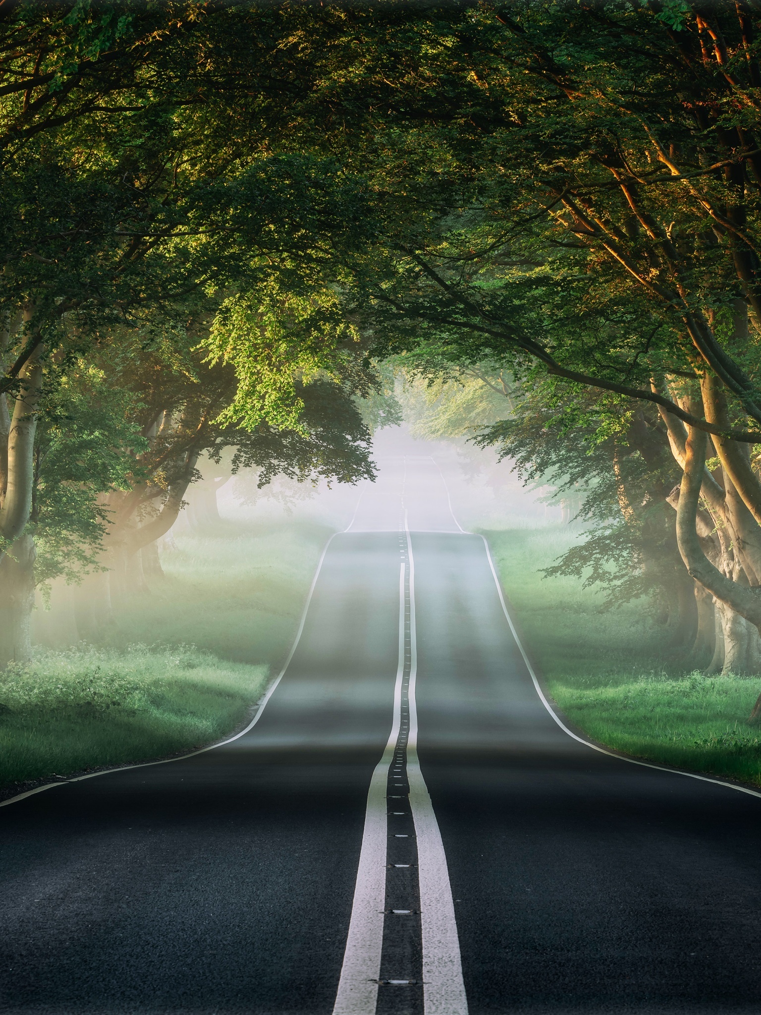 undulating asphalt road, tree canopy tunnel, foggy morning forest, HD Phone wallpaper