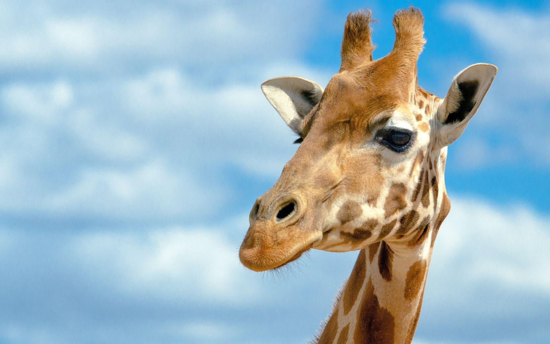 Giraffe, Cute Computer Wallpaper, 1920x1200 HD Desktop