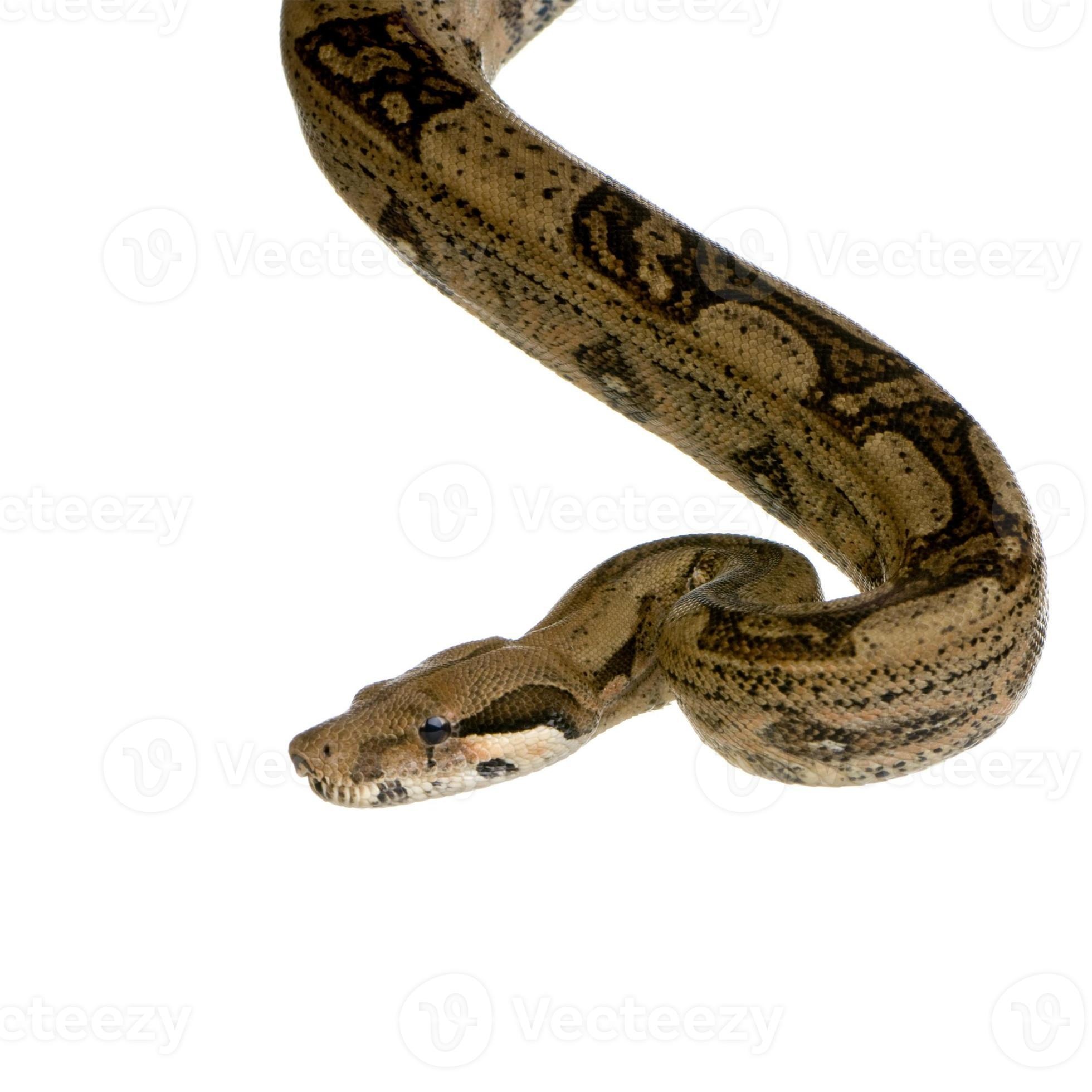 Boa Constrictor, Boa constrictor, 802196 stock photo, Vecteezy, 1960x1960 HD Phone