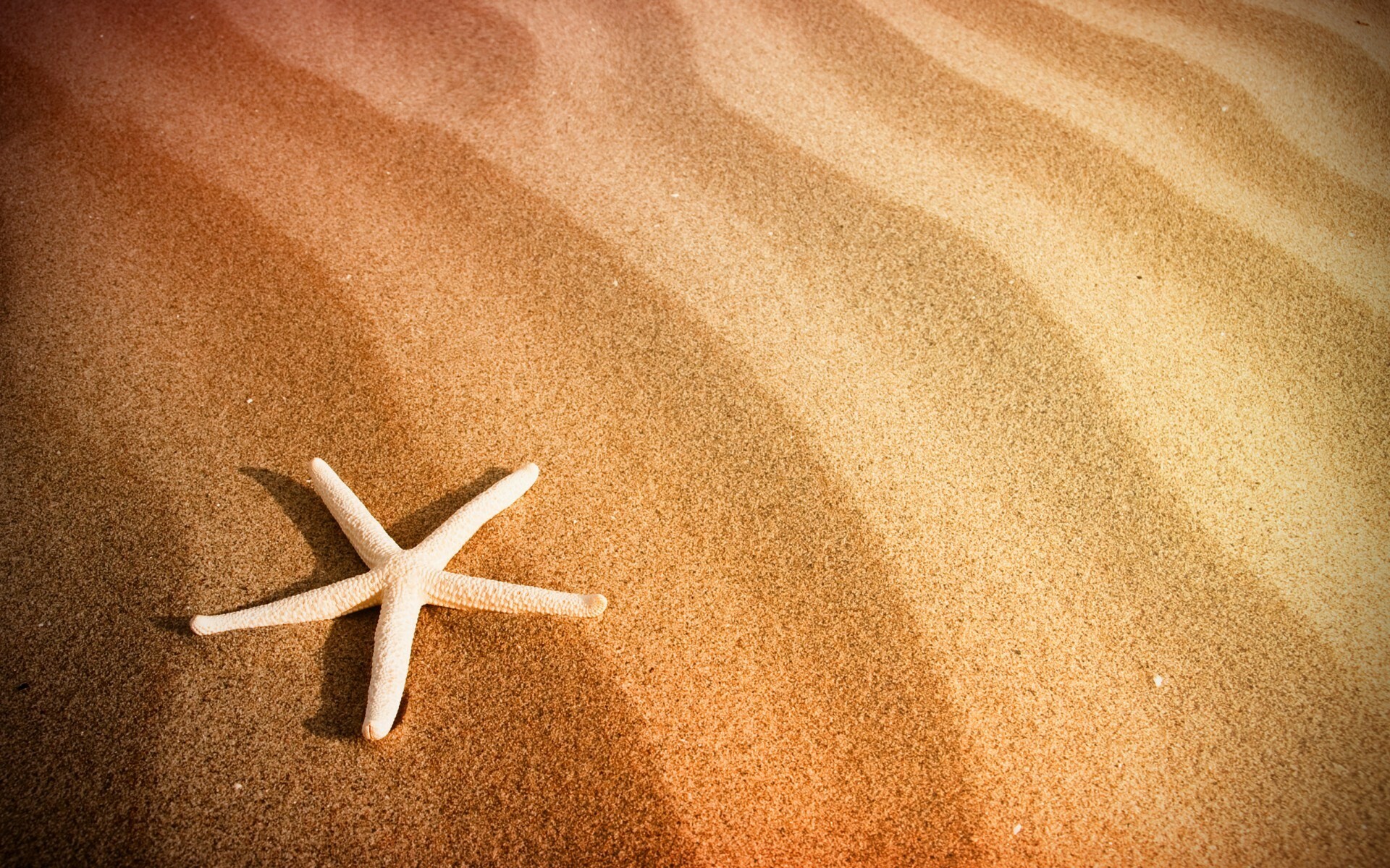 Starfish, Animals, Beach, HD, 1920x1200 HD Desktop