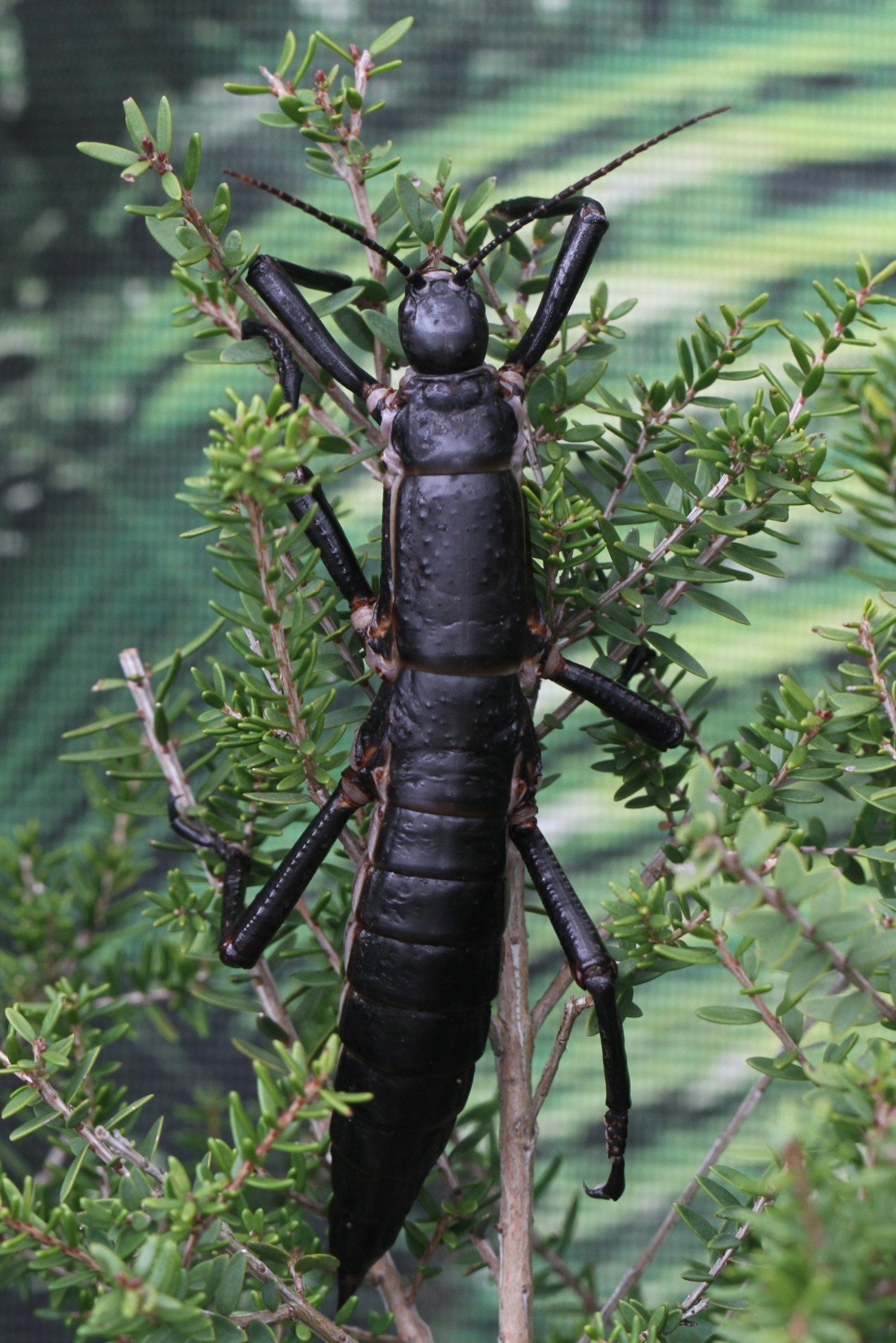 Stick Insect, Insects Wallpaper, 1370x2050 HD Phone
