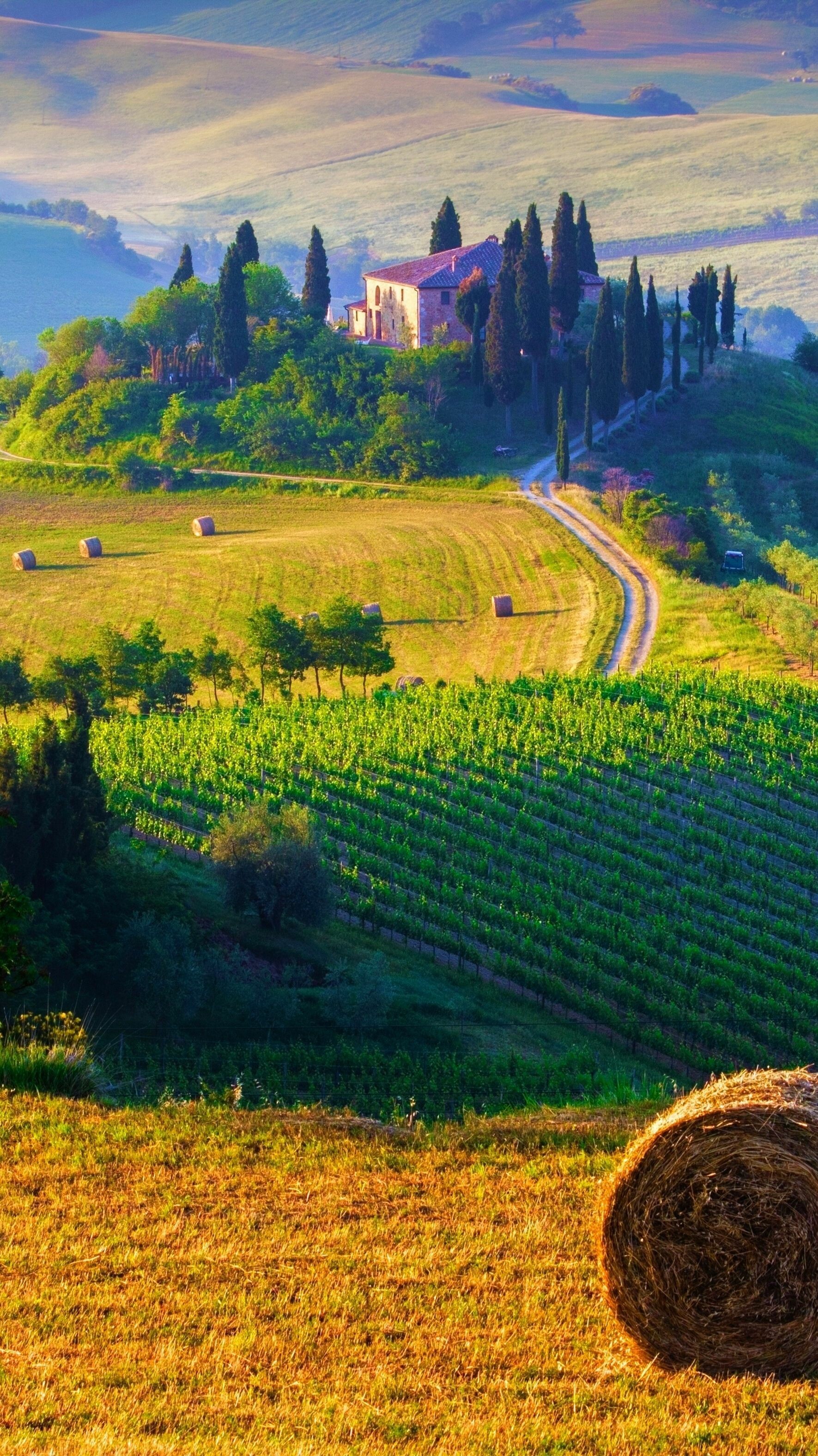 Tuscany's charm, Rolling hills, Vineyards and olive groves, Rustic beauty, 1780x3150 HD Phone