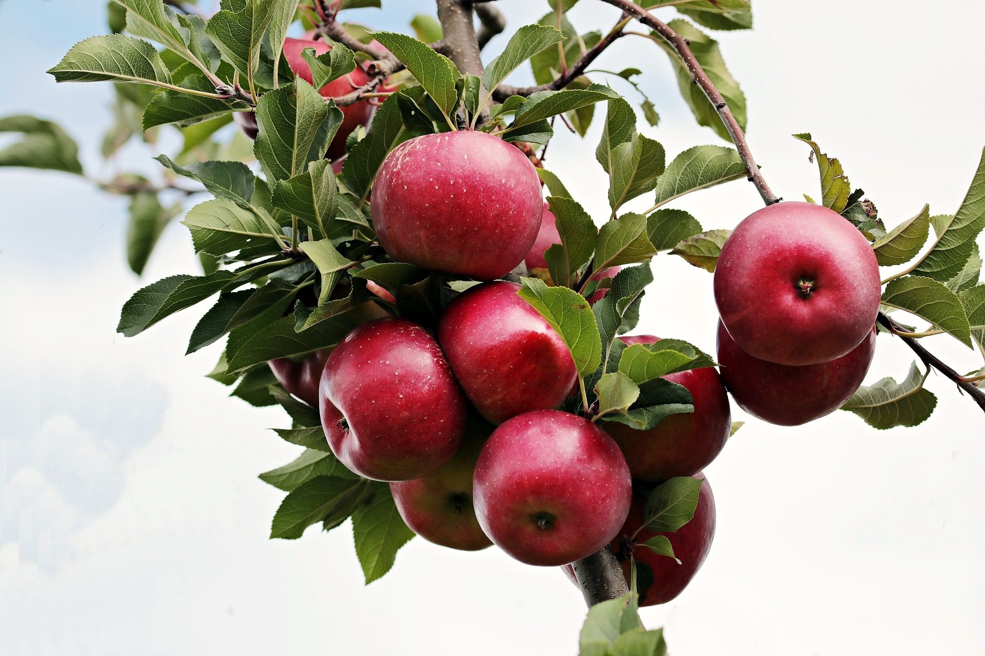 Apple Tree, Wallpaper, Christopher Johnson, Fruits, 1920x1280 HD Desktop