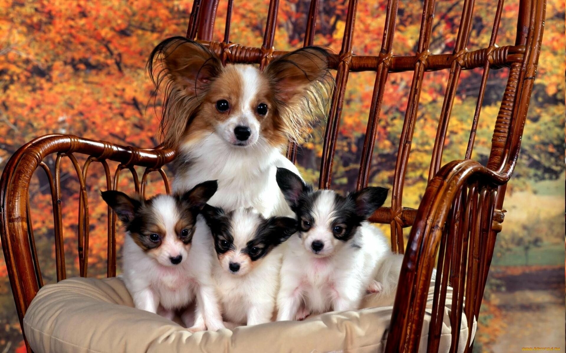 Mother and puppies, Papillon Dog Wallpaper, 1920x1200 HD Desktop