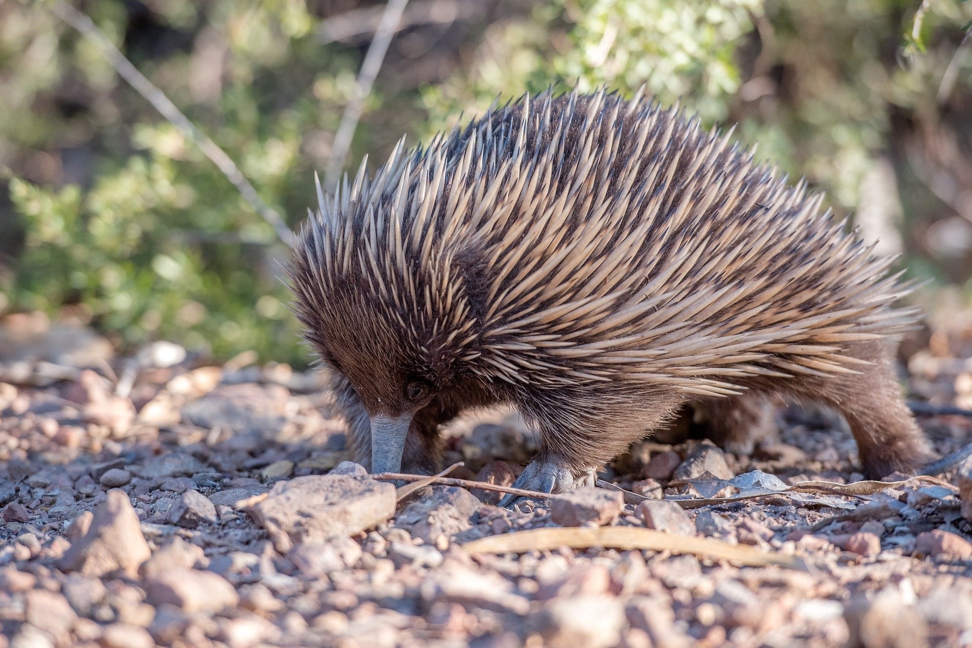 Echidna forelimbs, Evolutionary study, Australian mammal, GSTDtap research, 1920x1280 HD Desktop