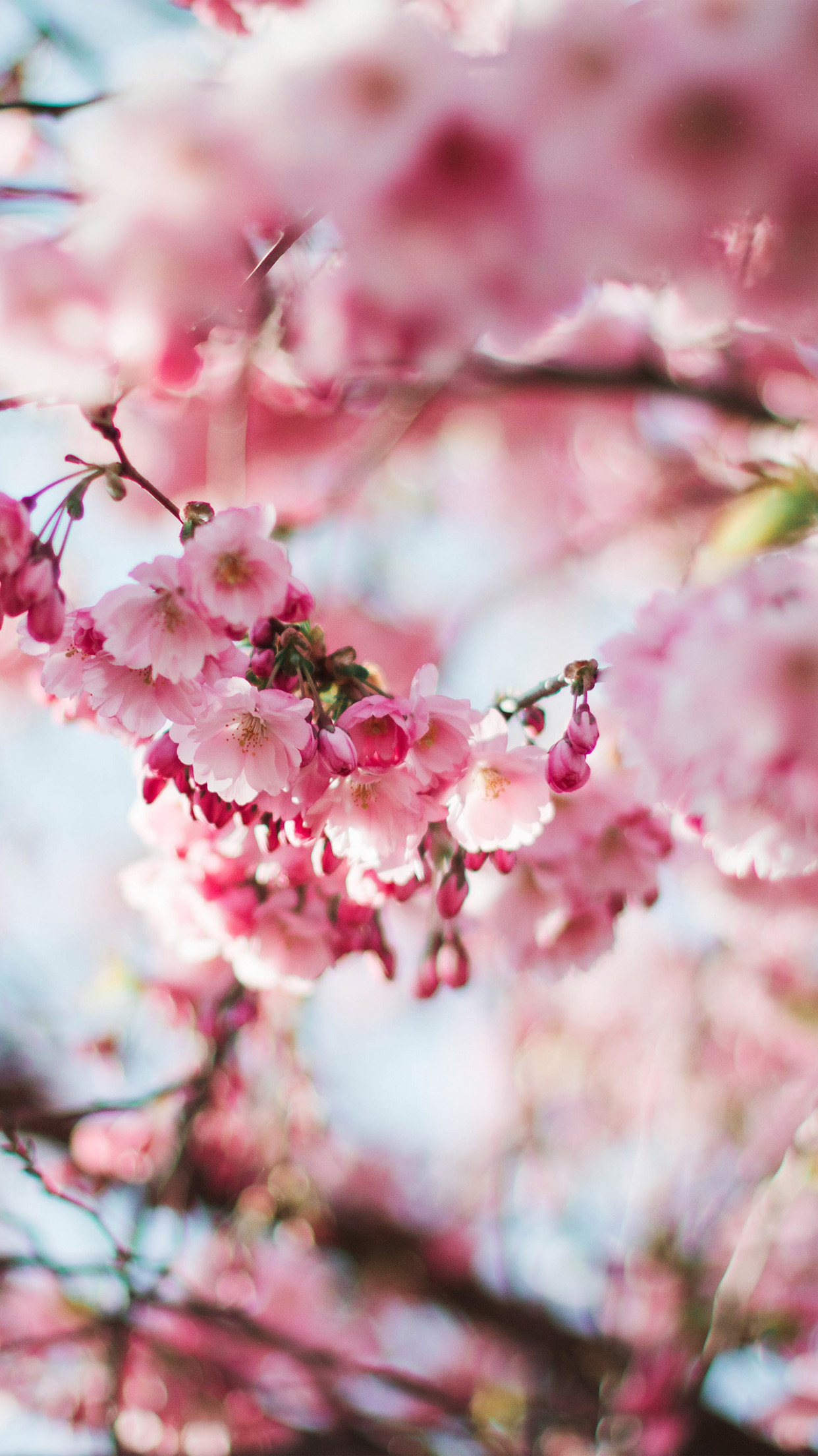 Blooming cherry blossoms, Pink sakura flowers, Sunlit tree branches, HD Phone wallpaper