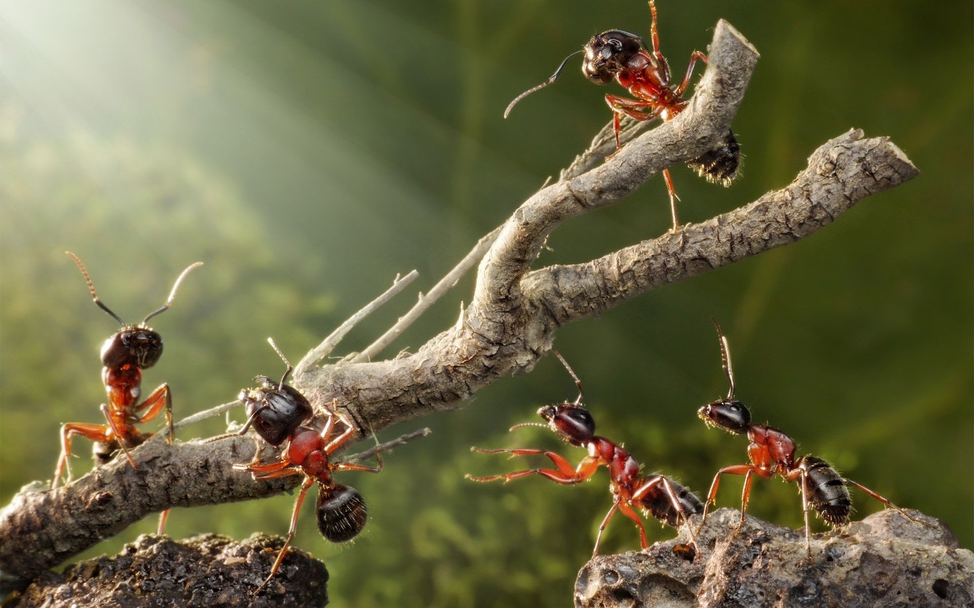 Ant wallpaper, Macro close-up, Detailed textures, Nature beauty, 1920x1200 HD Desktop