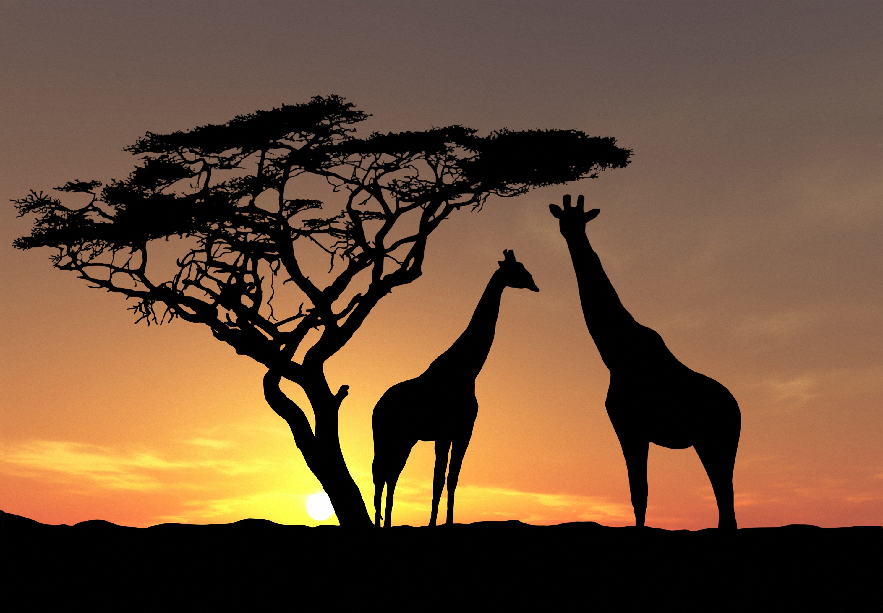 220 giraffe HD wallpapers, Background images, 2990x2080 HD Desktop