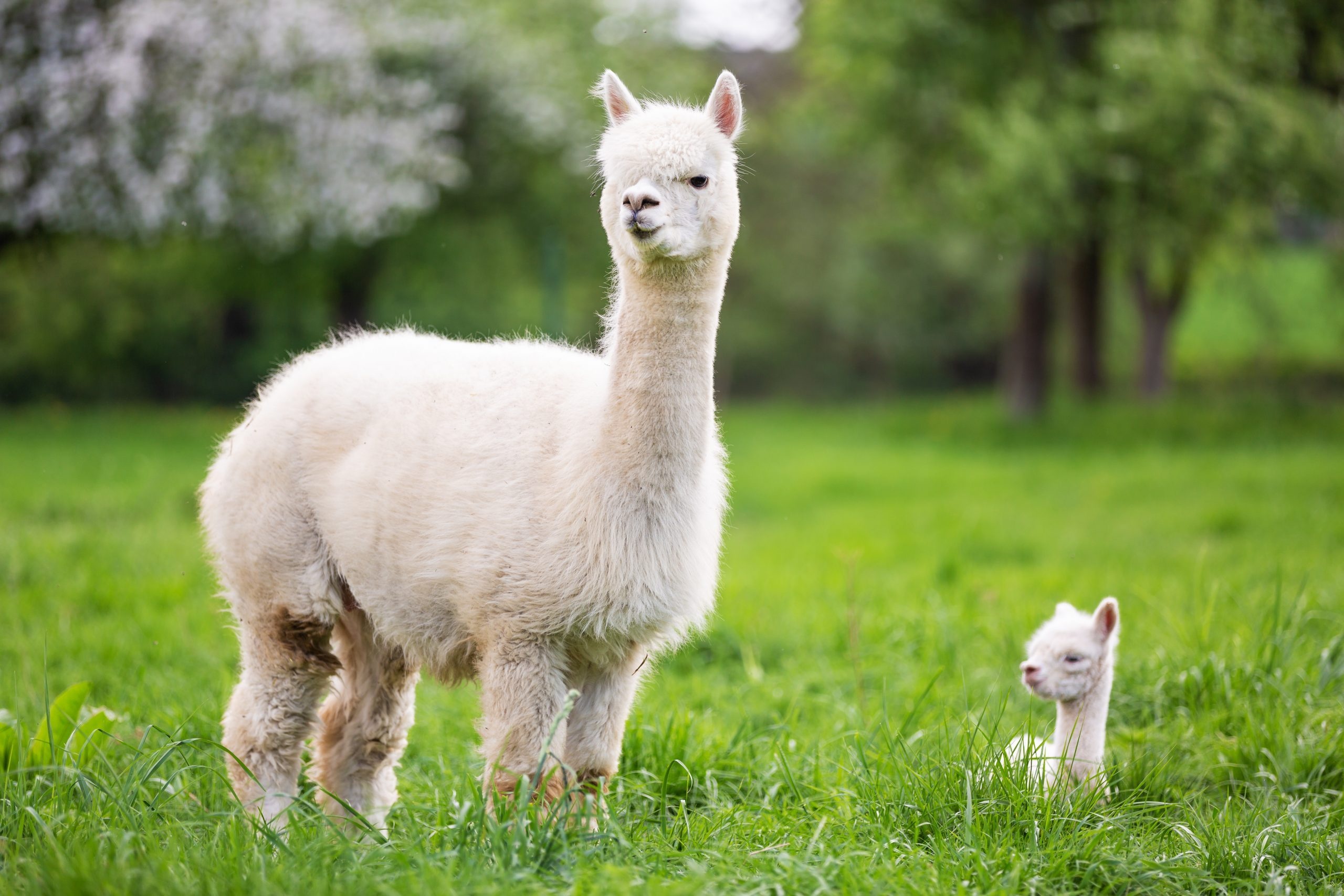 Adorable alpacas, Heartwarming photos, Irresistible charm, Smiling faces, 2560x1710 HD Desktop