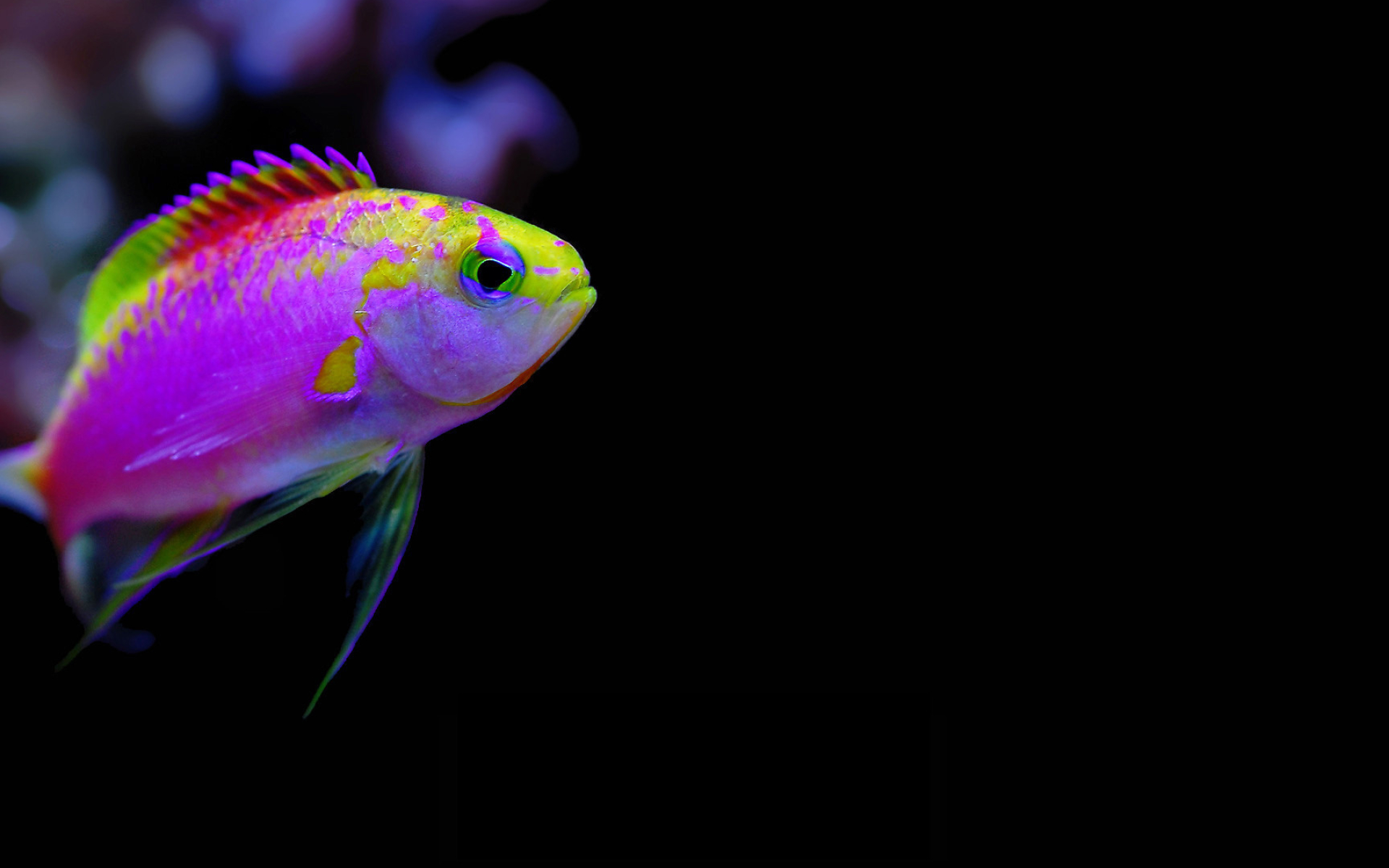 Pink and yellow anthias, Black studio backdrop, Flowing translucent fins, HD Desktop wallpaper