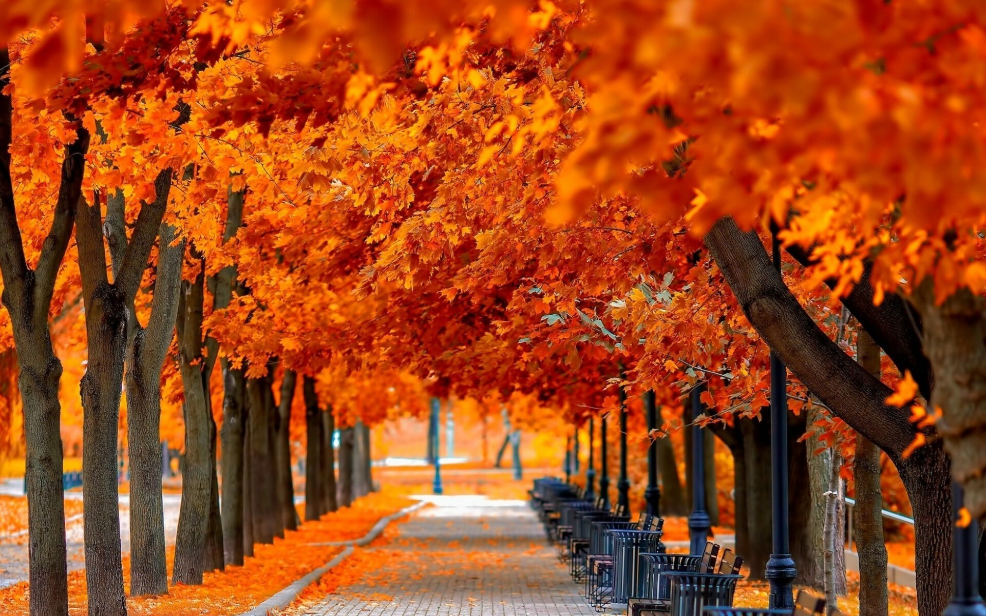 Orange leaves wallpaper, Warm autumn hues, October beauty, Nature's glow, 1920x1200 HD Desktop