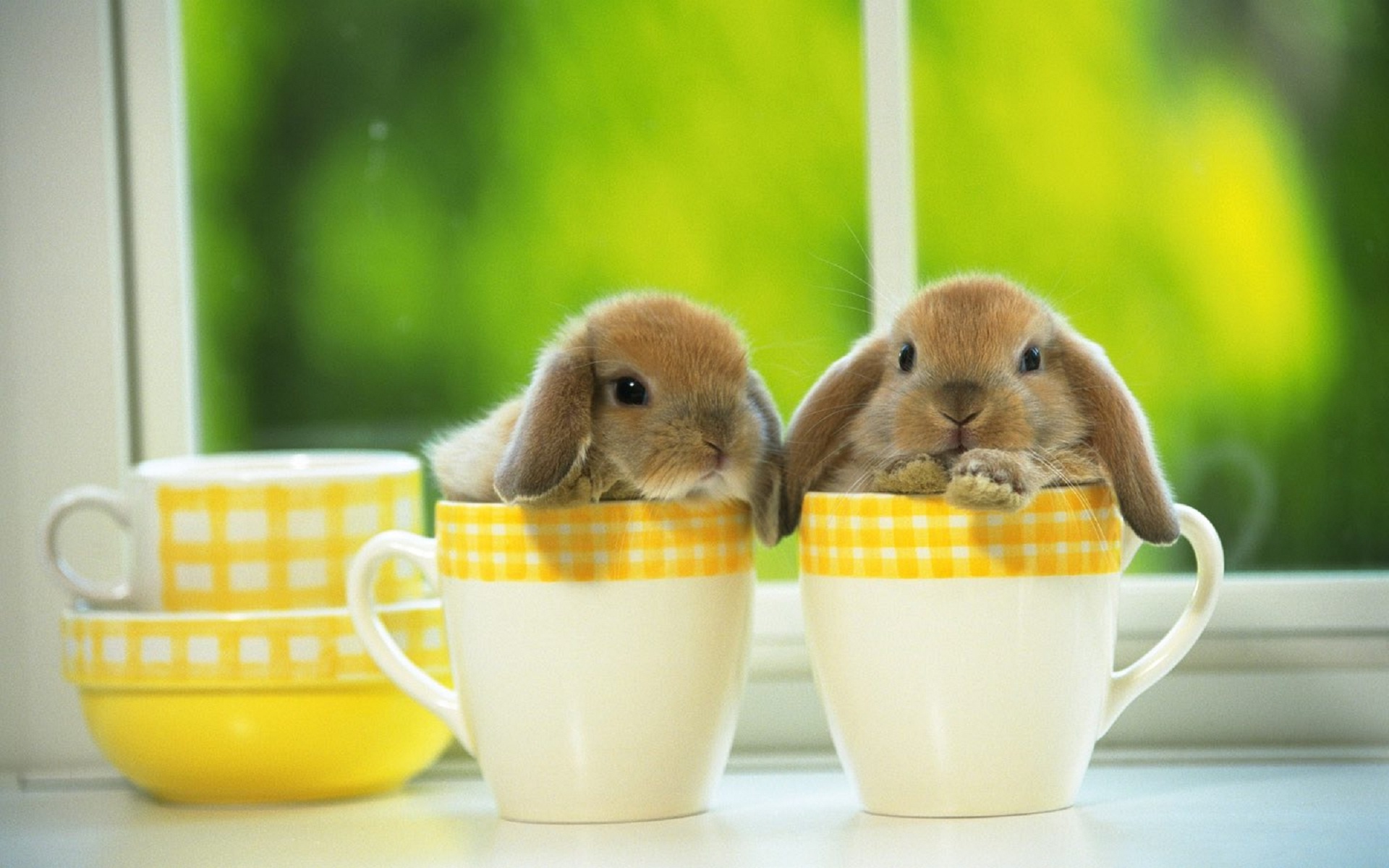 Baby bunny, Desktop background, Animal cuteness, Bunny beauty, 1920x1200 HD Desktop