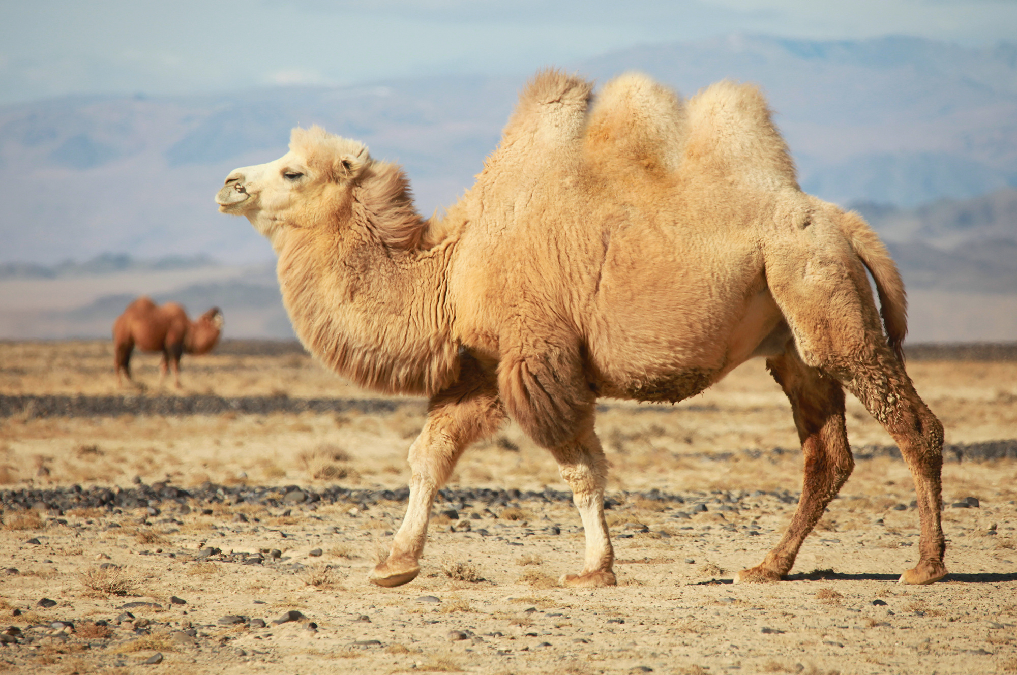 Apache camel, New features, 2000x1330 HD Desktop