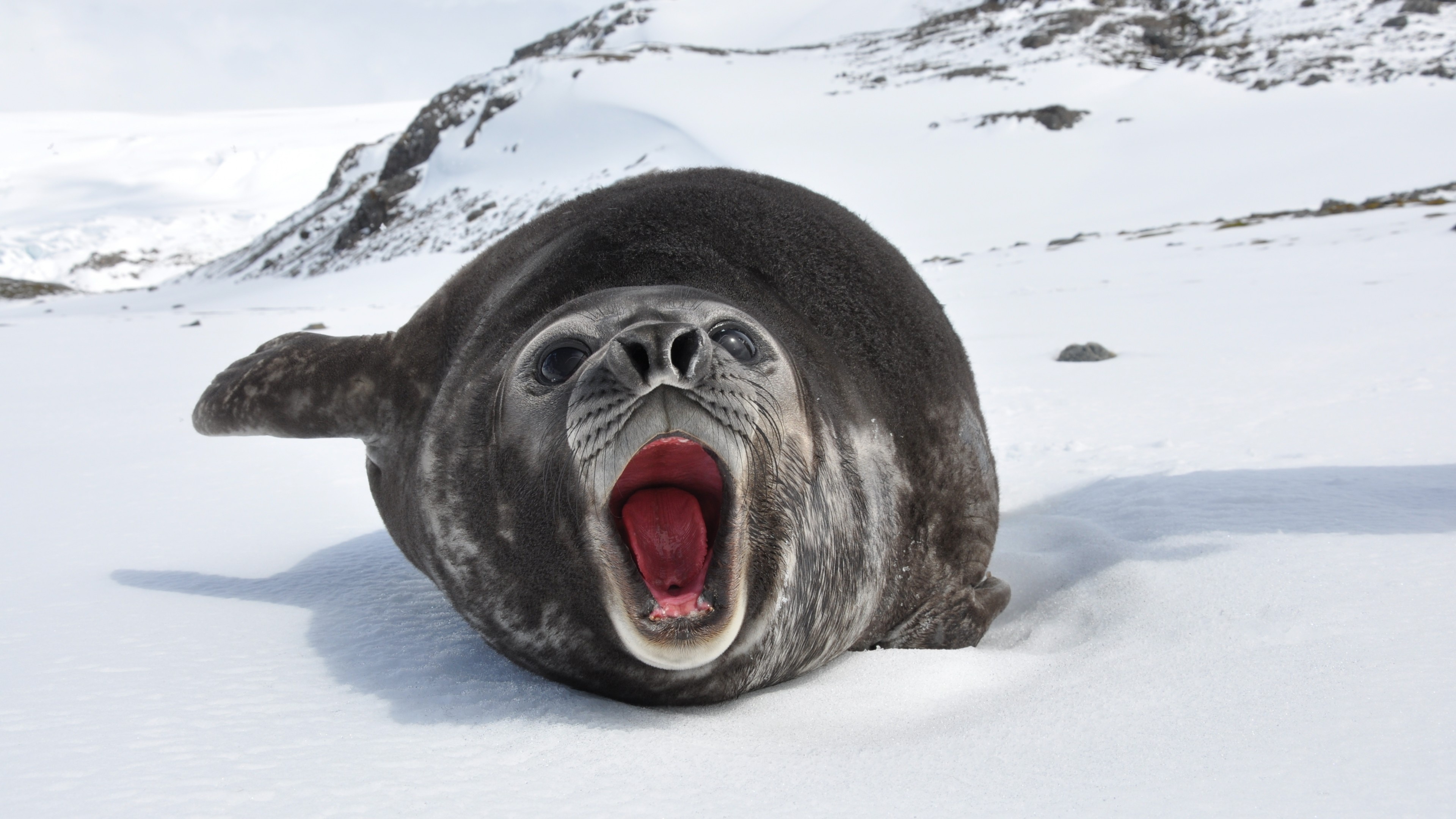 Weddell seal, Sea Animals Wallpaper, 3840x2160 4K Desktop