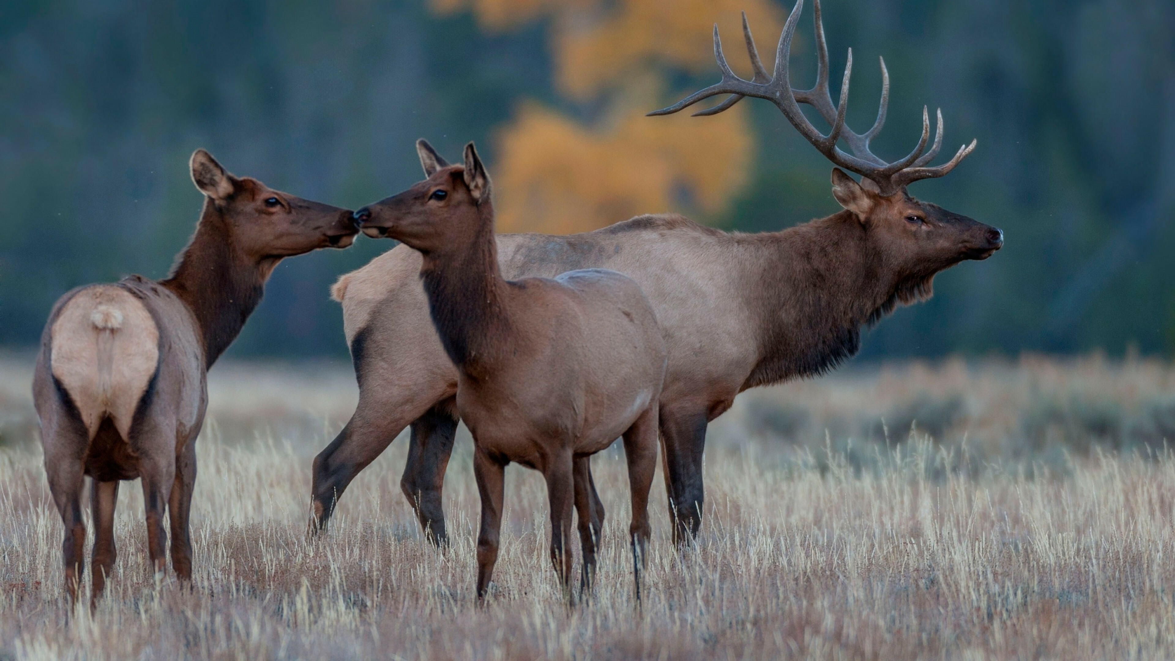 Family, Reindeers Wallpaper, 3840x2160 4K Desktop