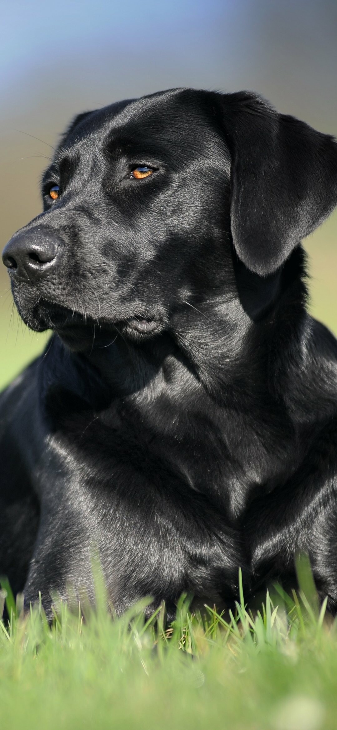 Labrador Retriever, Loyal and affectionate, Devoted companion, Canine love, 1080x2340 HD Phone