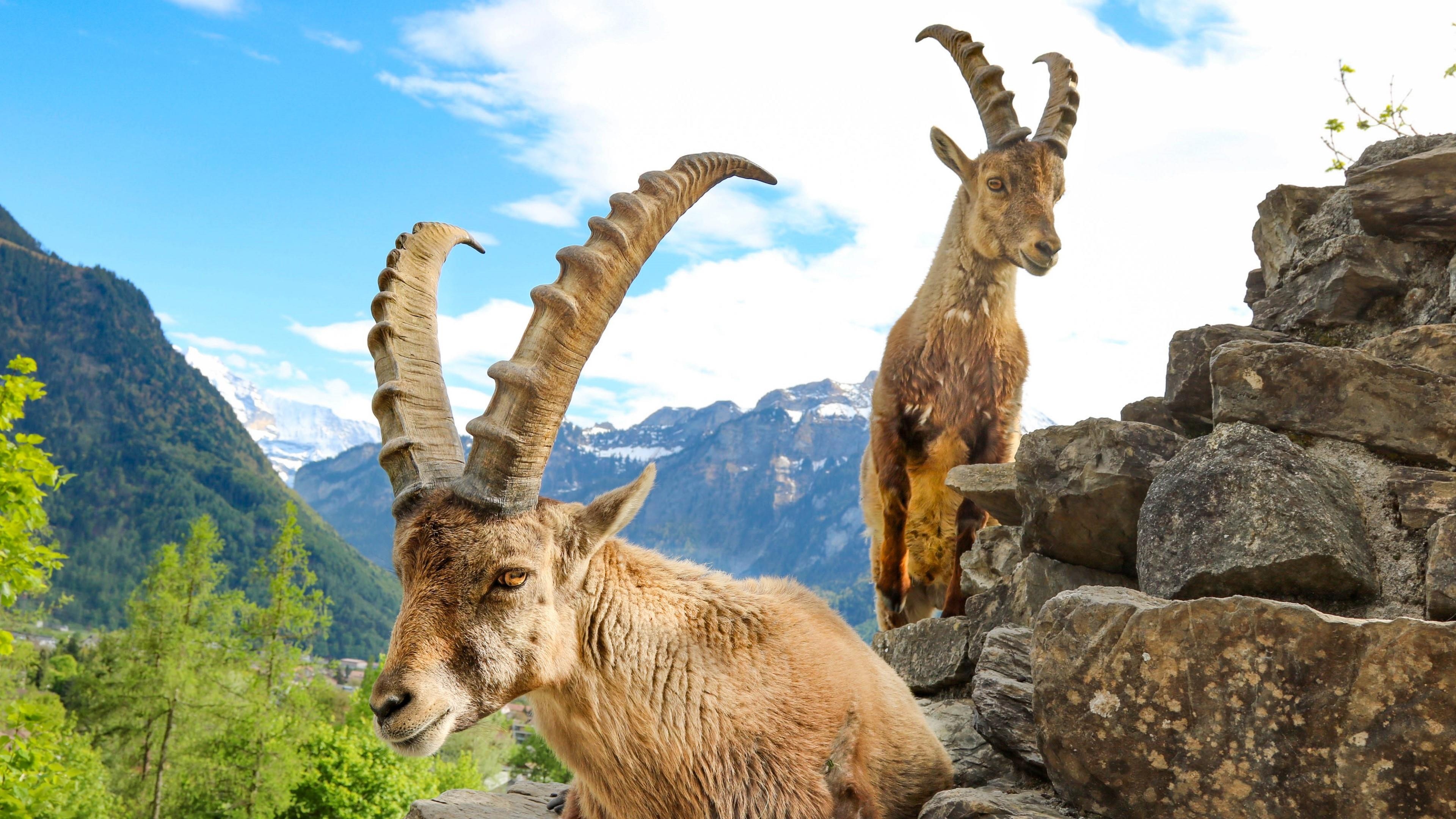 Alpine ibex, Goats Wallpaper, 3840x2160 4K Desktop