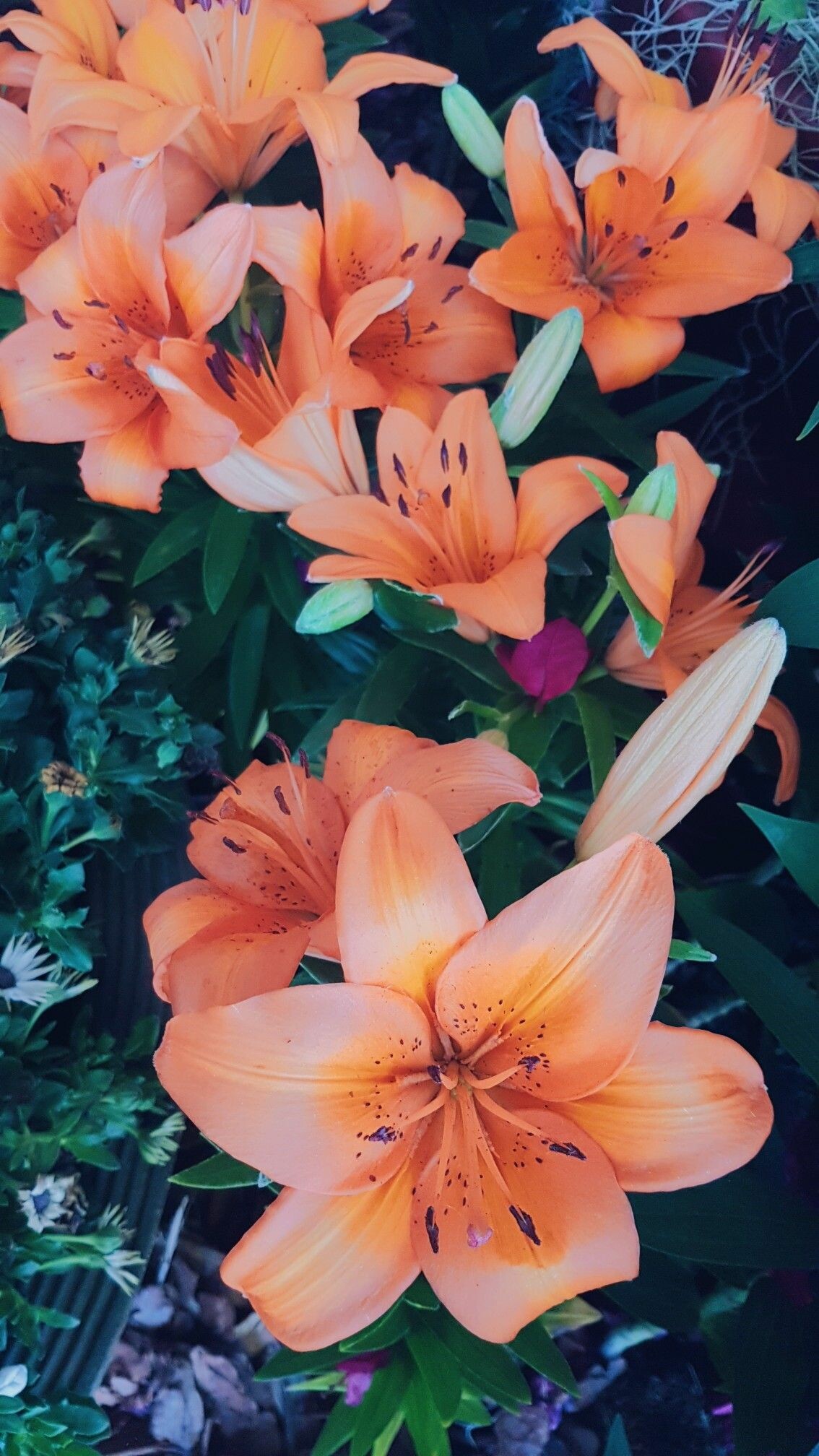 Flower aesthetic, Phone wallpaper, Lily wallpaper, Nature, 1140x2020 HD Phone