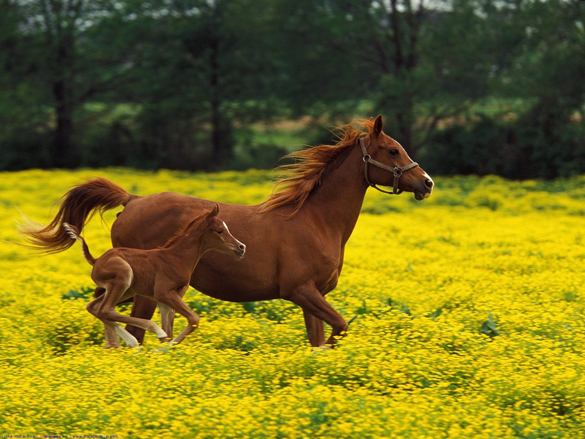 Free farm wallpapers, Endless possibilities, Rural charm, Genuine and authentic, 1920x1440 HD Desktop