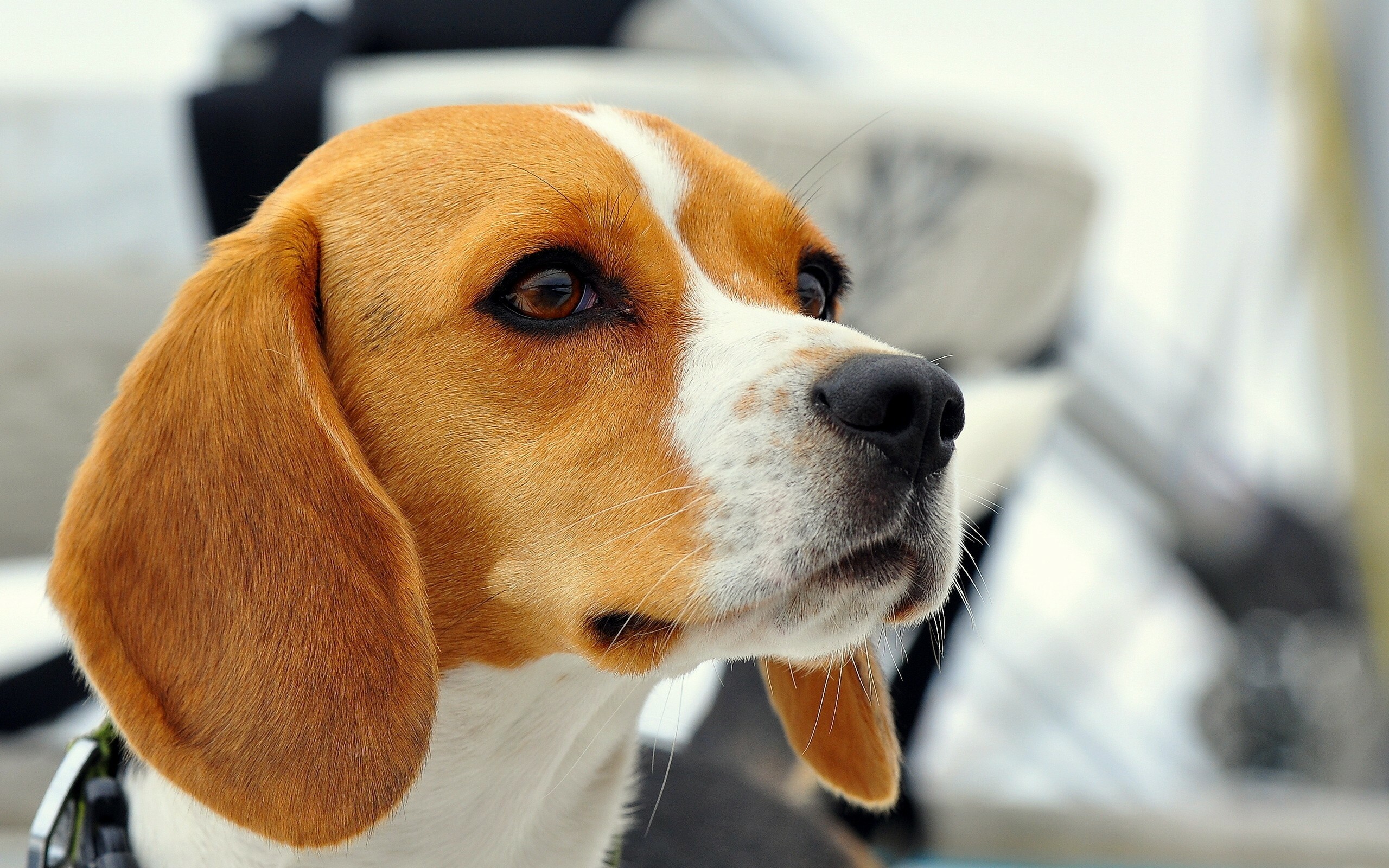 Beagle, HD wallpapers, Background images, Stunning visuals, 2560x1600 HD Desktop