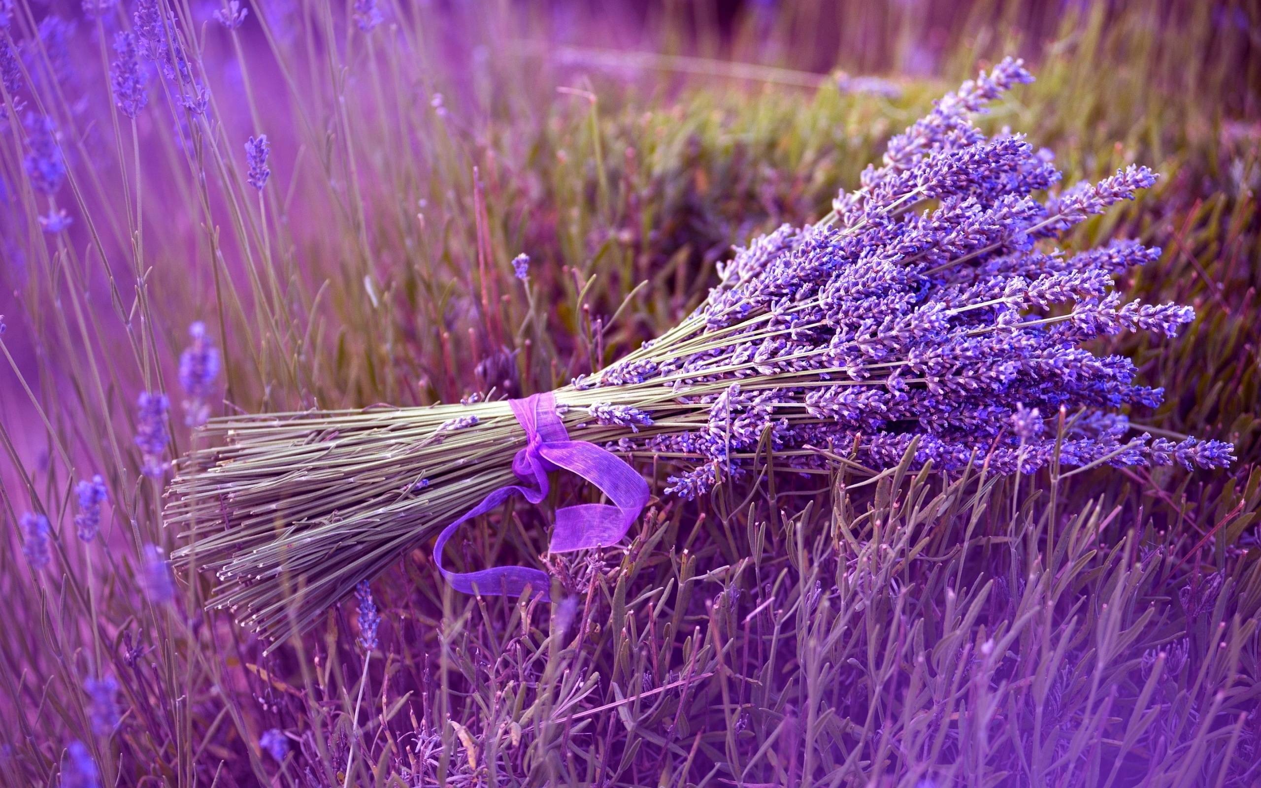 70+ lavender background, Lavender wallpaper, Desktop, Tablet, 2560x1600 HD Desktop