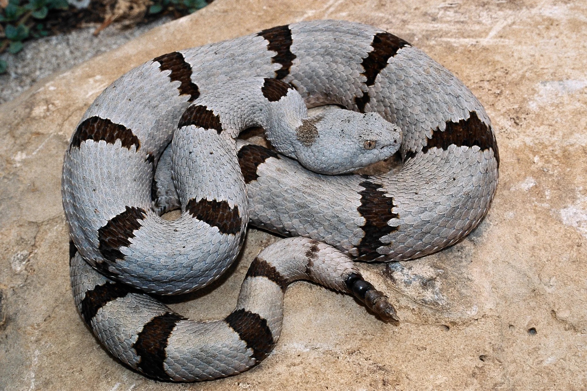 Banded rock rattlesnake, Rattlesnake Wallpaper, 2060x1380 HD Desktop