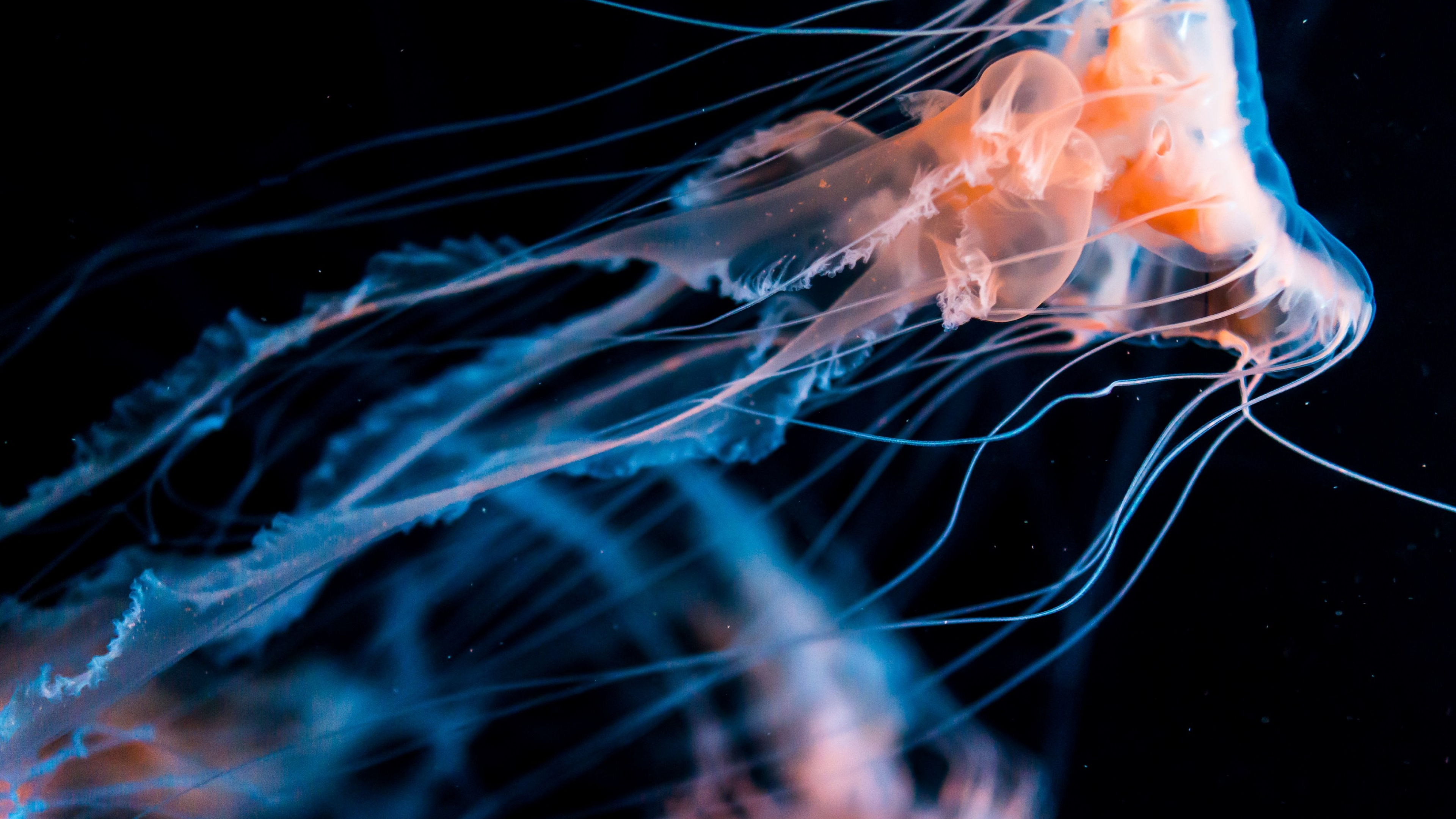 Jellyfish, Oceanarium Wallpaper, 3840x2160 4K Desktop