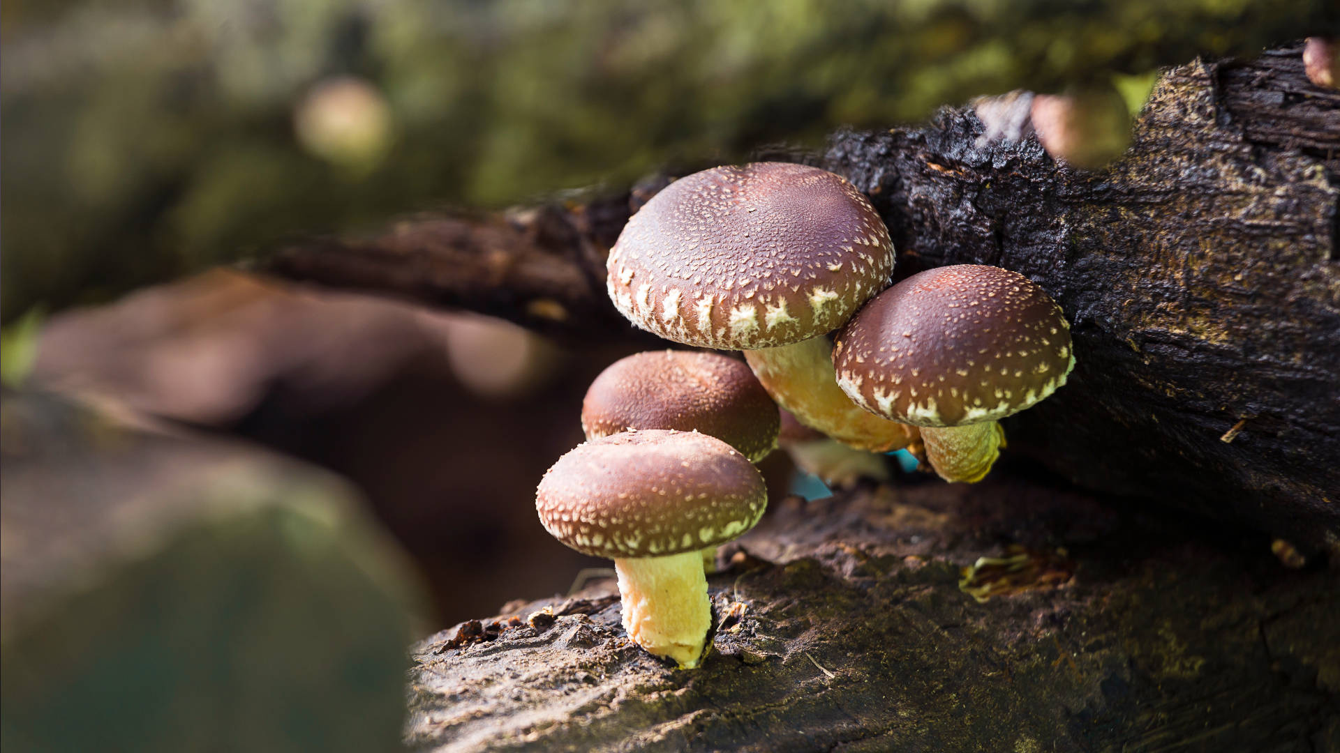 Vorteilhafte Eigenschaften, Shiitake, Pilz, Geschichte, 1920x1080 Full HD Desktop