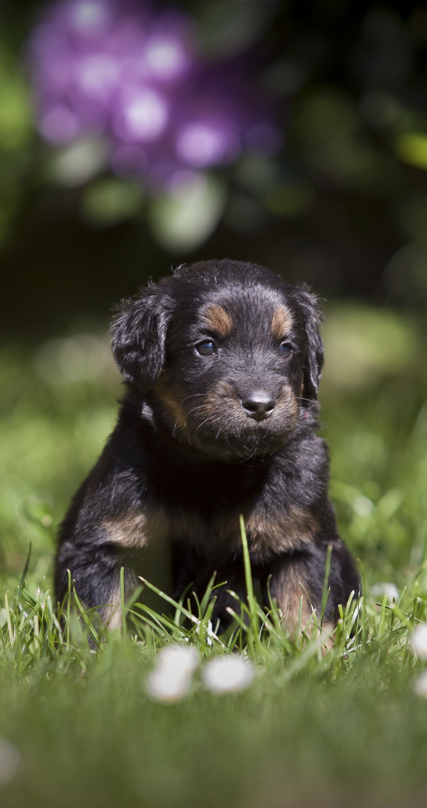 Cute adorable puppy, Lush grass, Beautiful scenery, Vibrant colors, 1440x2730 HD Phone