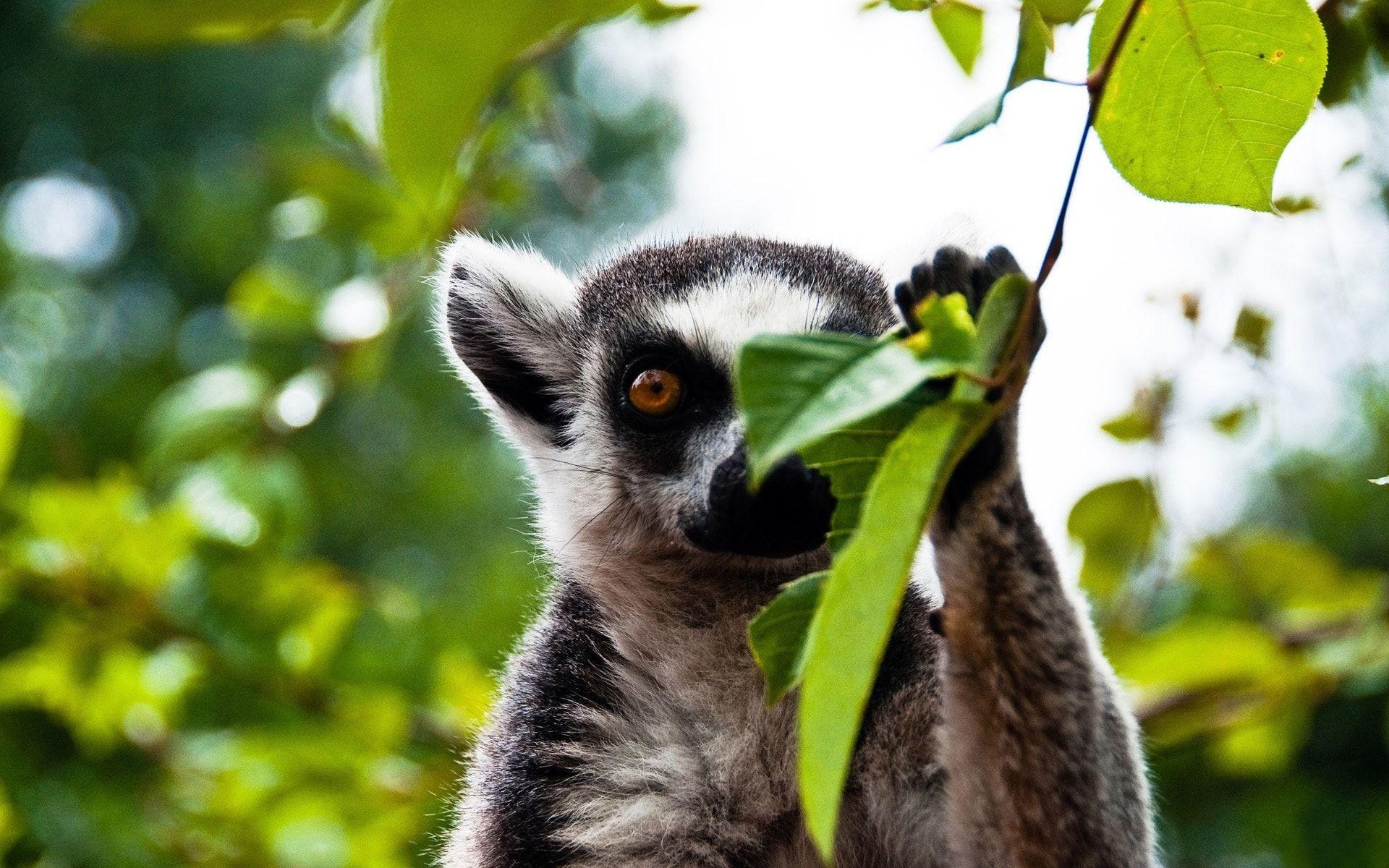 Lemur wallpapers, Cute lemur backgrounds, Ring Tailed Lemur, Digitally captured, 1920x1200 HD Desktop