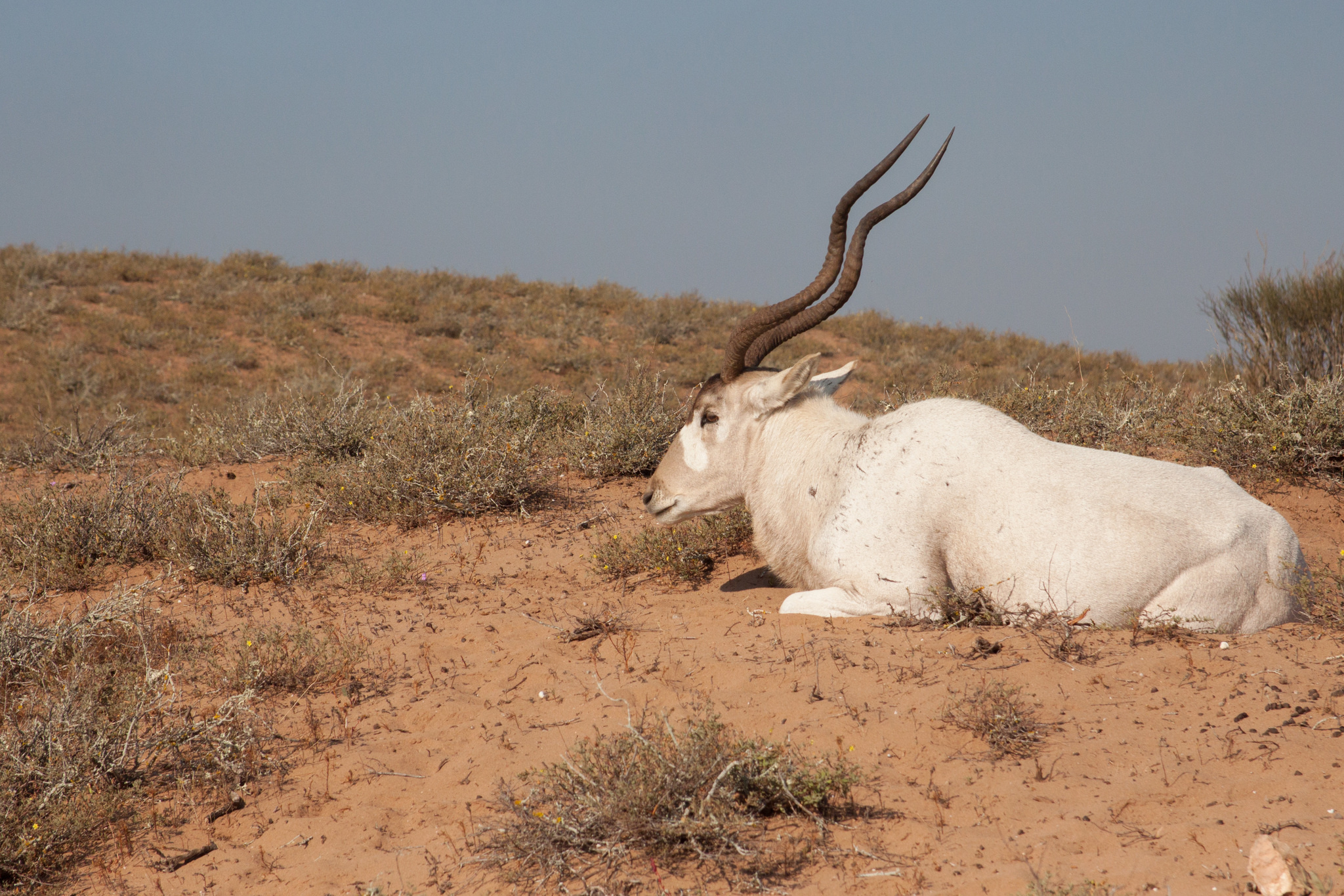 Addax, Inaturalist canada, Addax nasomaculatus, Animal, 2050x1370 HD Desktop
