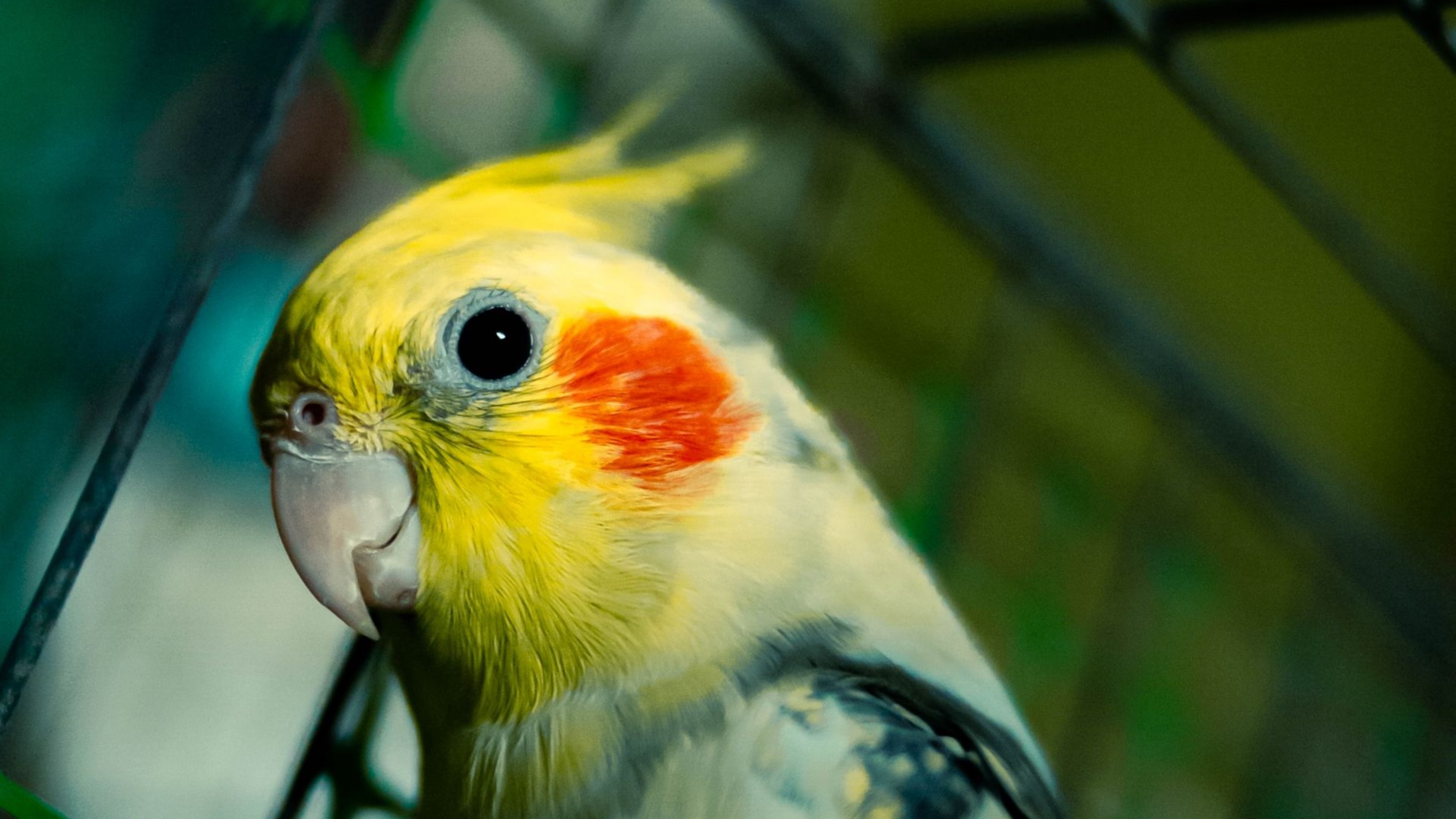 Cockatiel bird, HD wuxga, Free wallpapers, High resolution, 3840x2160 4K Desktop