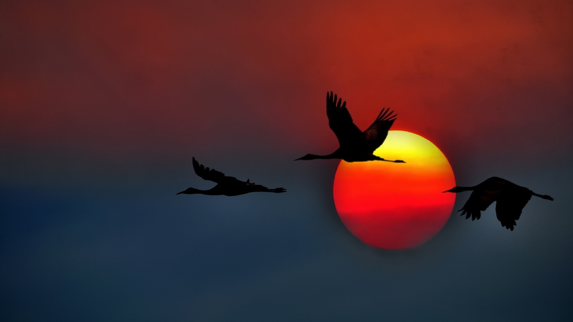 Crane bird wallpapers, Bird photography, Nature's marvel, Feathered beauty, 1920x1080 Full HD Desktop