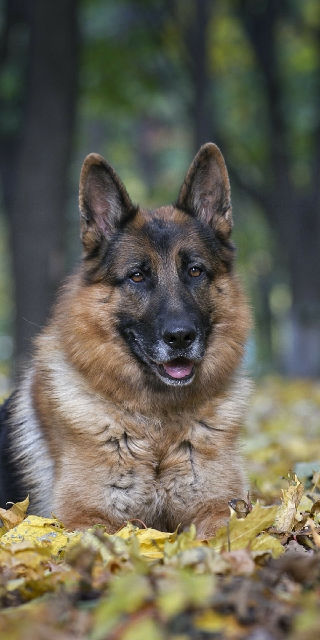 German Shepherd, Forest ambiance, HD wallpaper, Tranquil canine beauty, 1080x2160 HD Phone