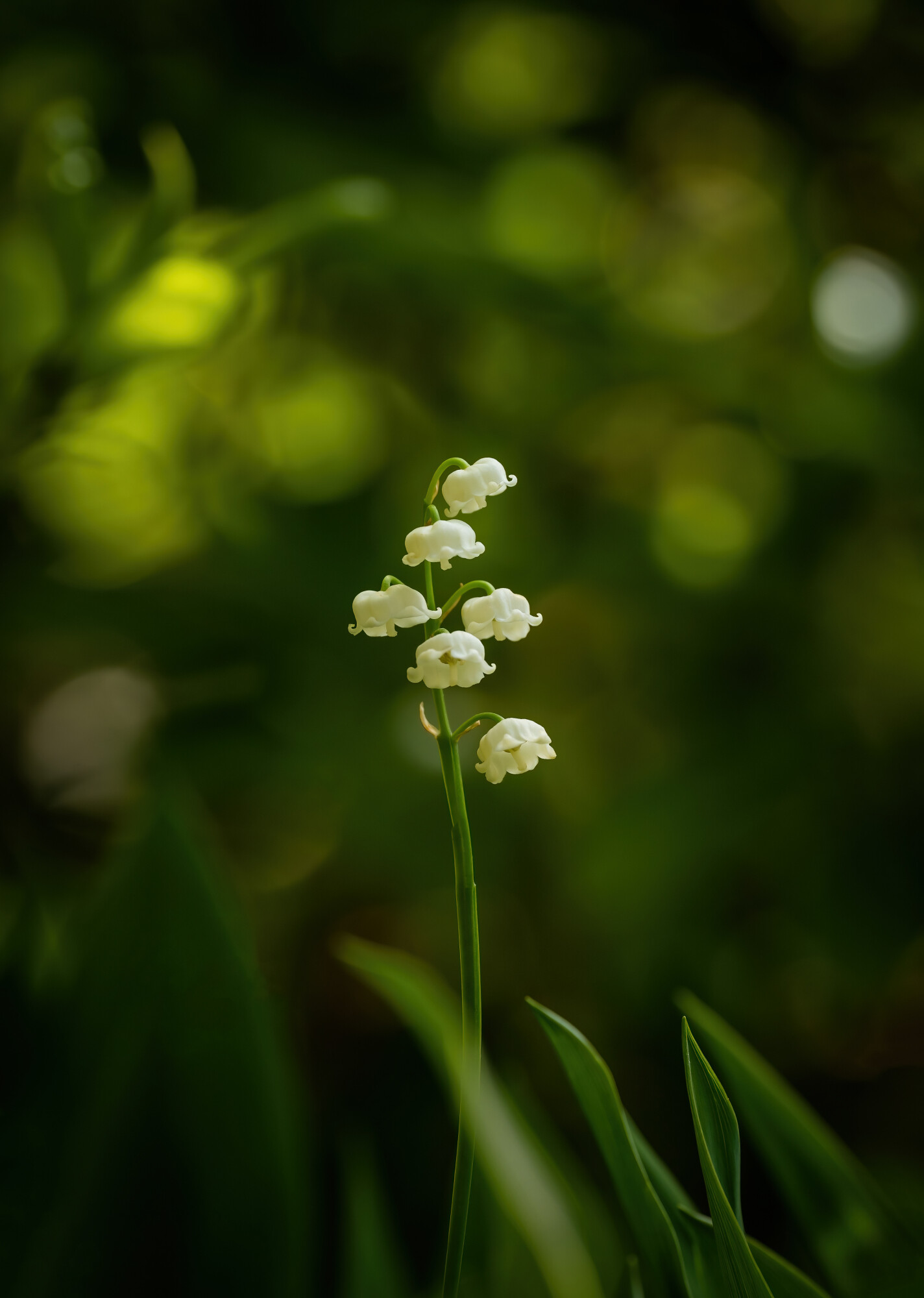 Molly Hollman, Garden photographers association, Captivating blooms, Floral photography, 1430x2000 HD Phone