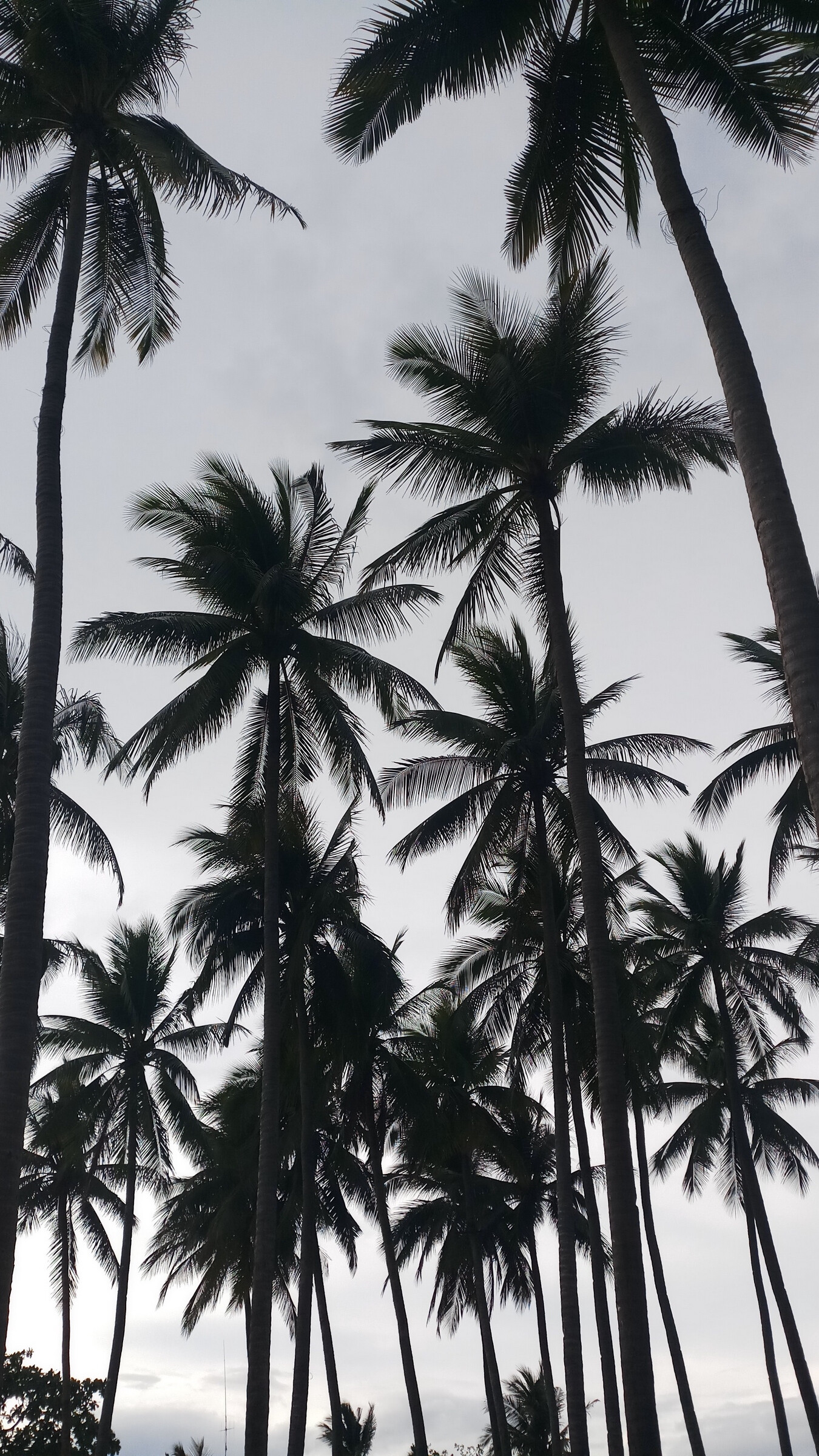 Palm Tree, Laptop wallpaper, Palm trees wallpaper, Tree photo, 1350x2400 HD Phone