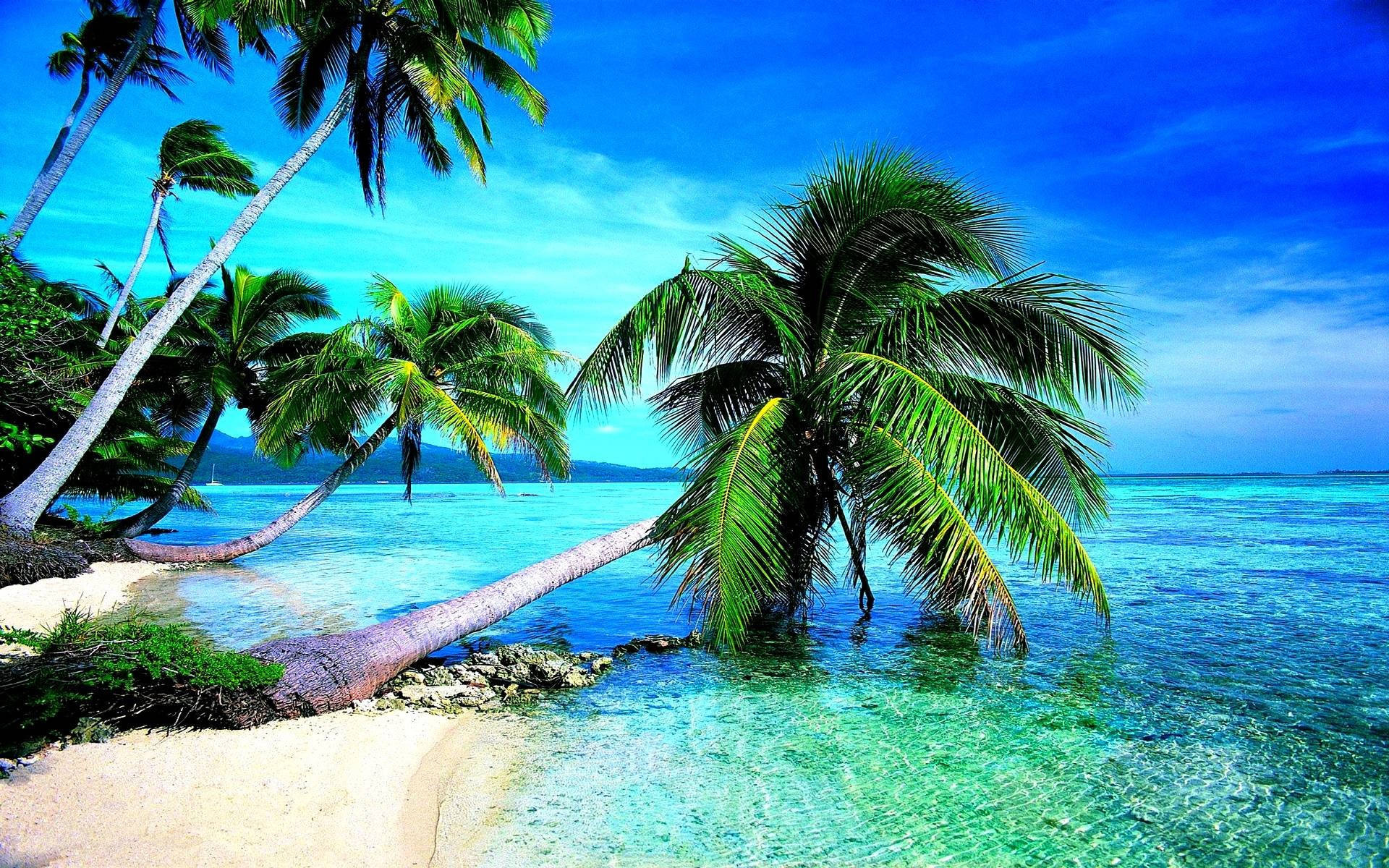 Leaning coconut palm tree, Turquoise tropical lagoon, White sand beach, HD Desktop wallpaper
