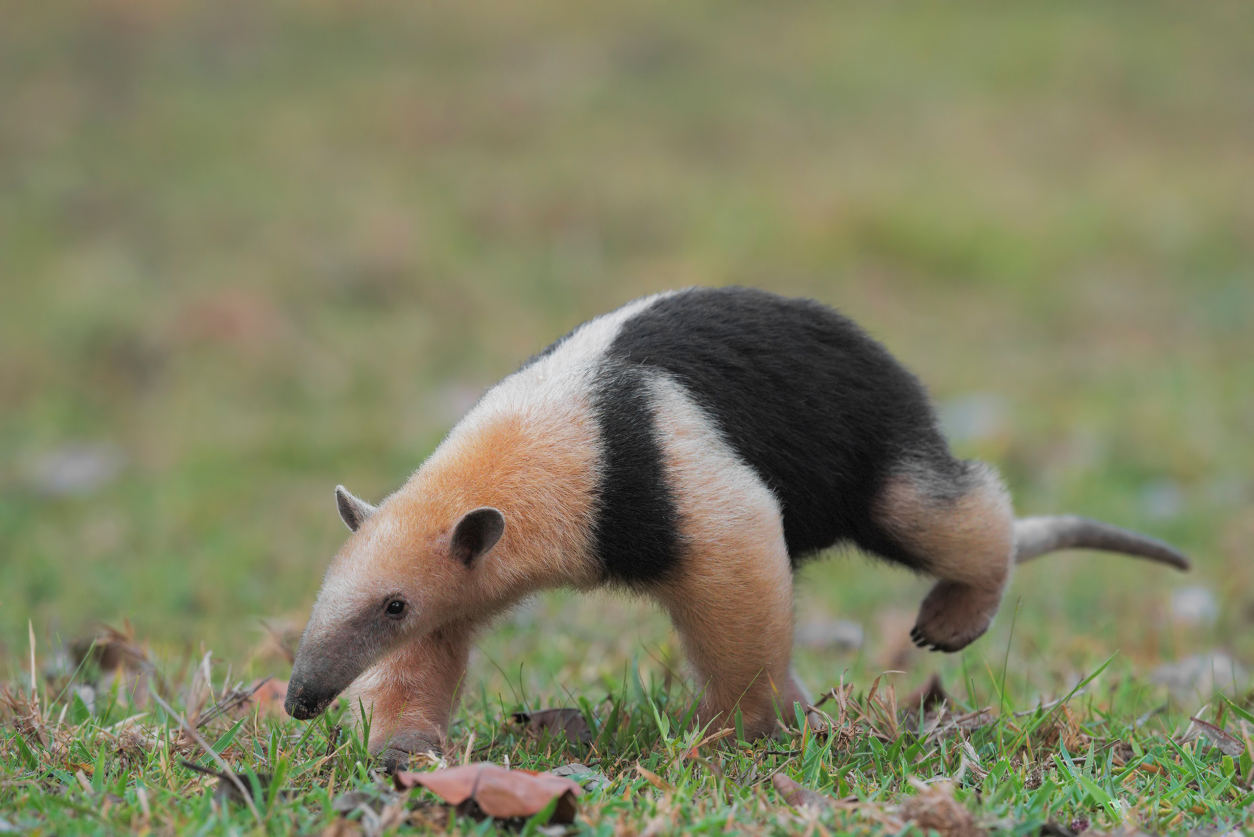 Anteater wallpapers, Anteater, Wallpaper, Hd desktop, 2560x1710 HD Desktop