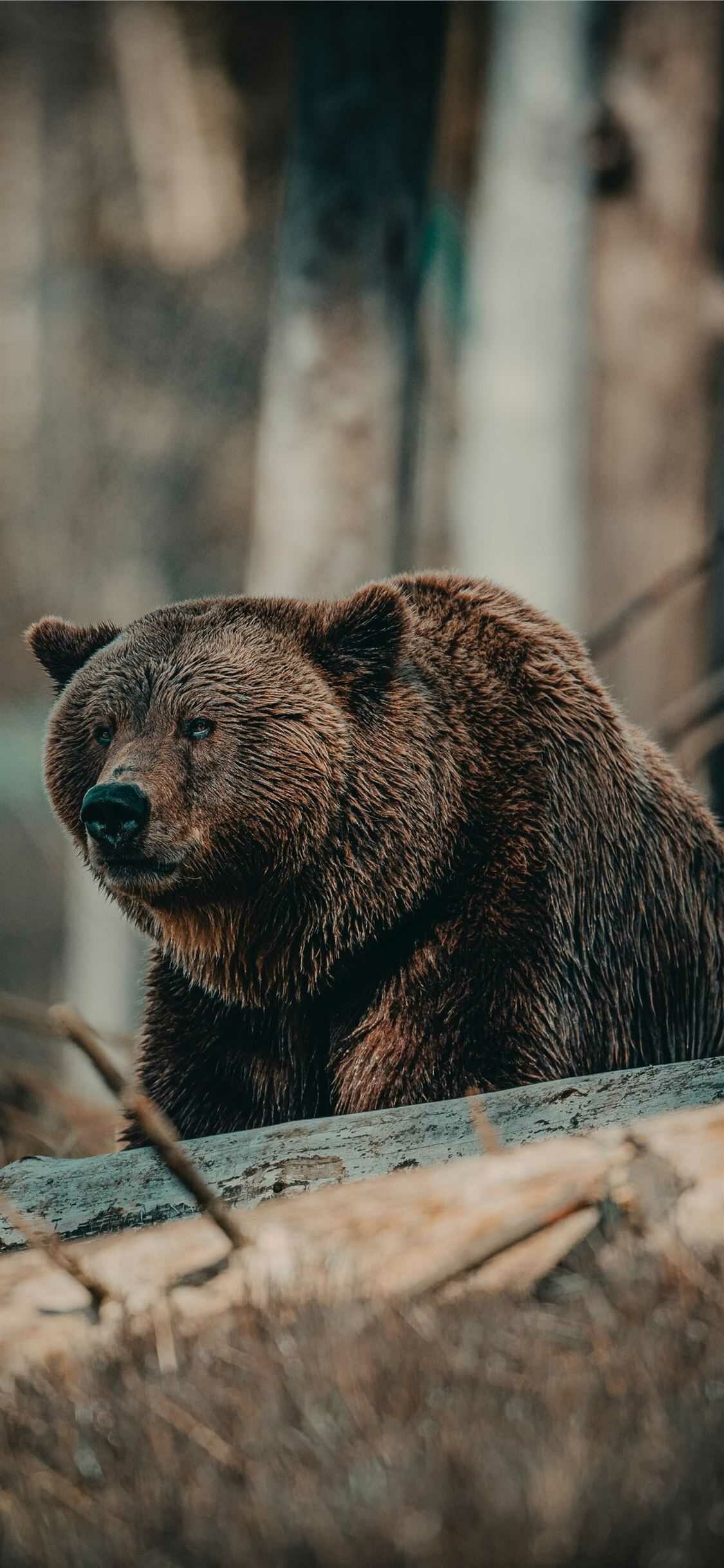 Bear wallpaper android, Free HD wallpapers, Nature background, Mobile wallpaper, 1130x2440 HD Phone