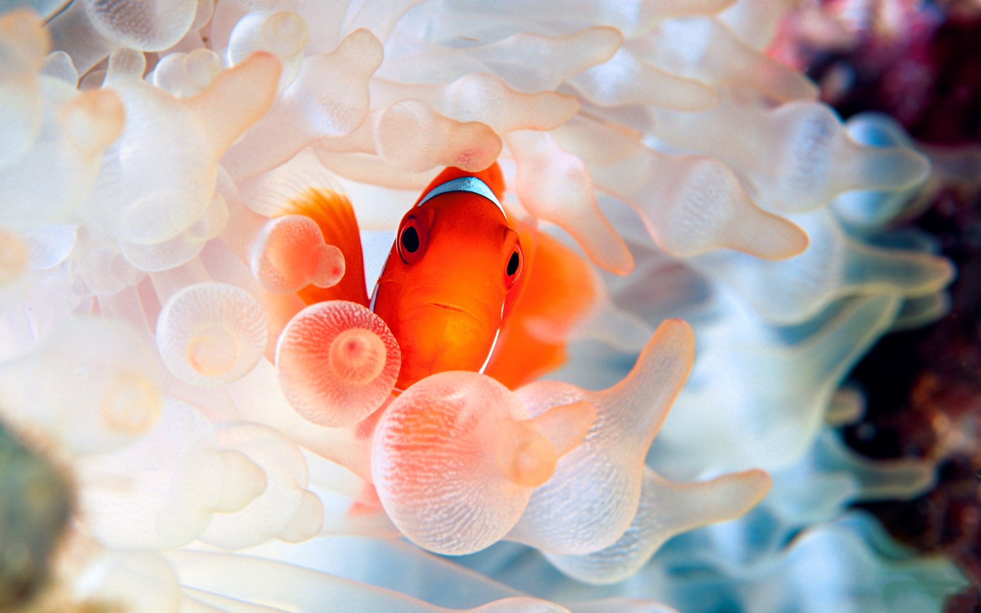 Clown Fish, Beautiful marine life, Colorful aquarium fish, Stunning aquatic display, 1920x1200 HD Desktop