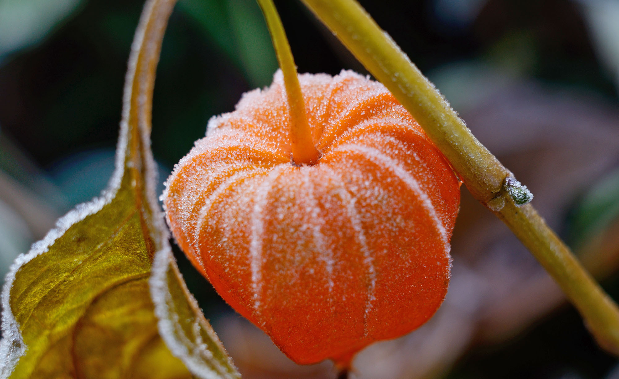 Physalis, Winter survival, Gardening advice, Cold weather tips, 2000x1230 HD Desktop