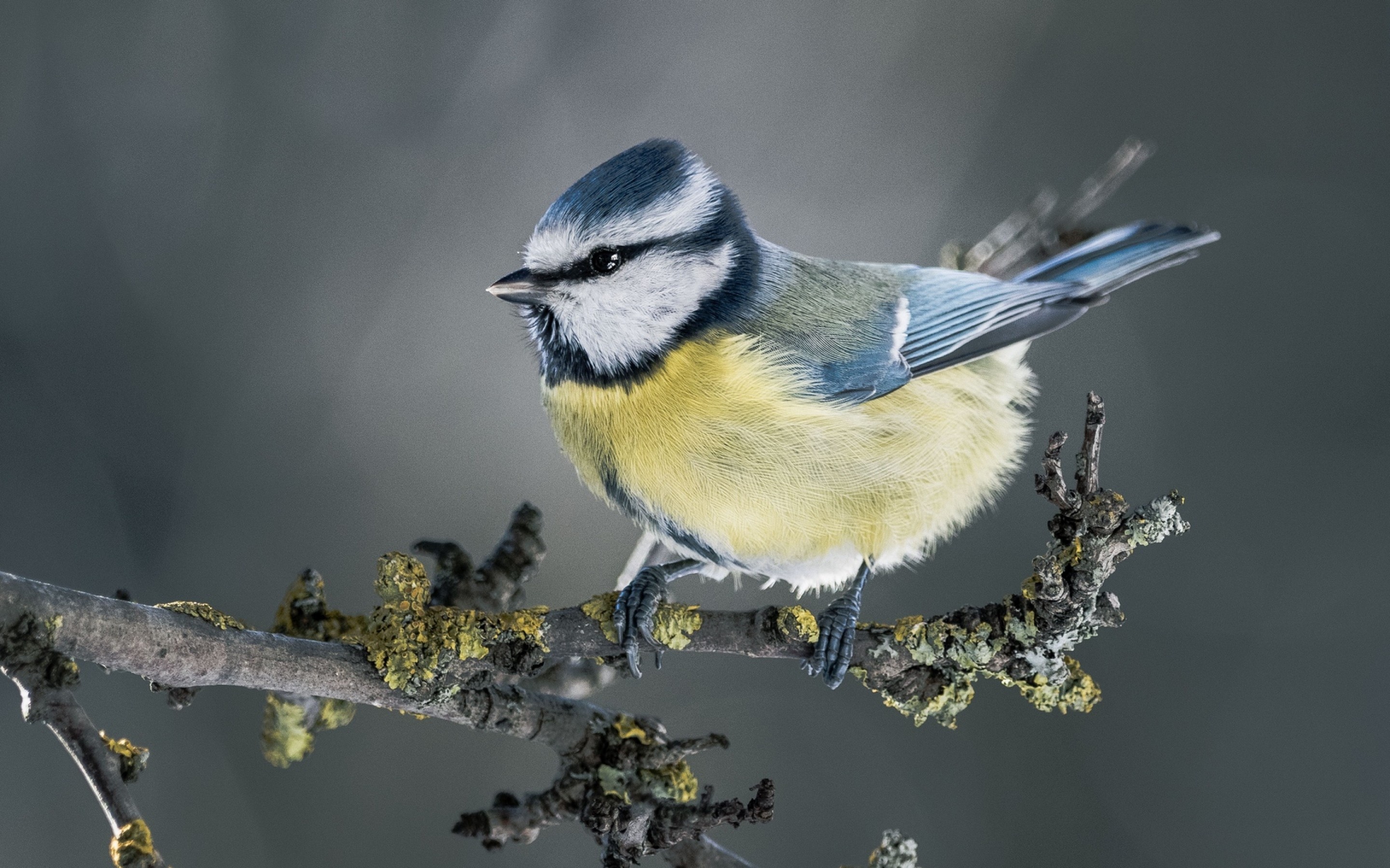 Tit bird HD wallpaper, Free, Bird, 2880x1800 HD Desktop