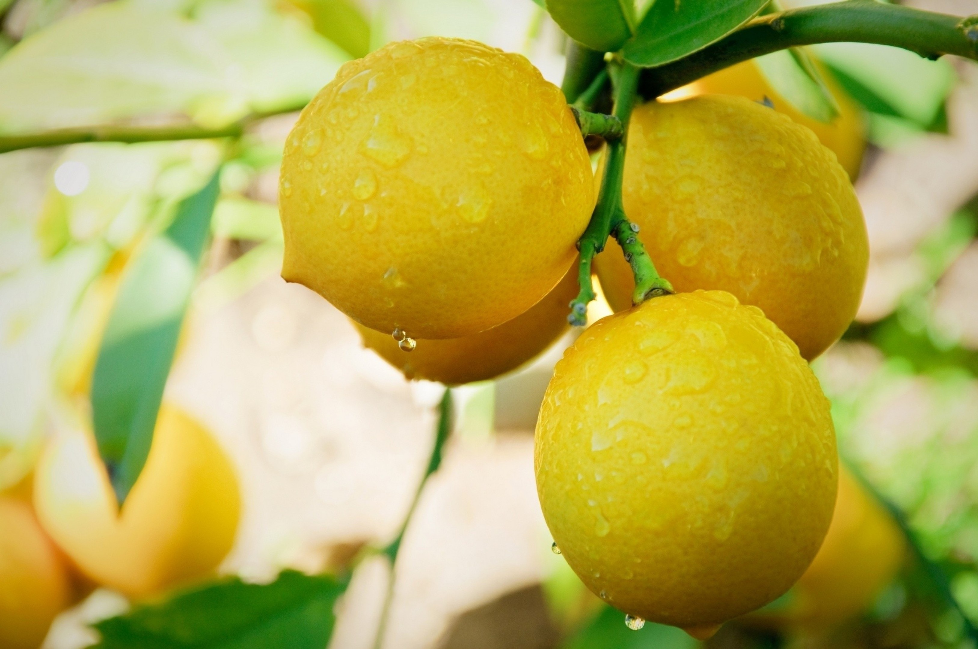 Lemon tree, Ultra HD wallpapers, Desktop and smartphone, High definition delight, 3260x2160 HD Desktop