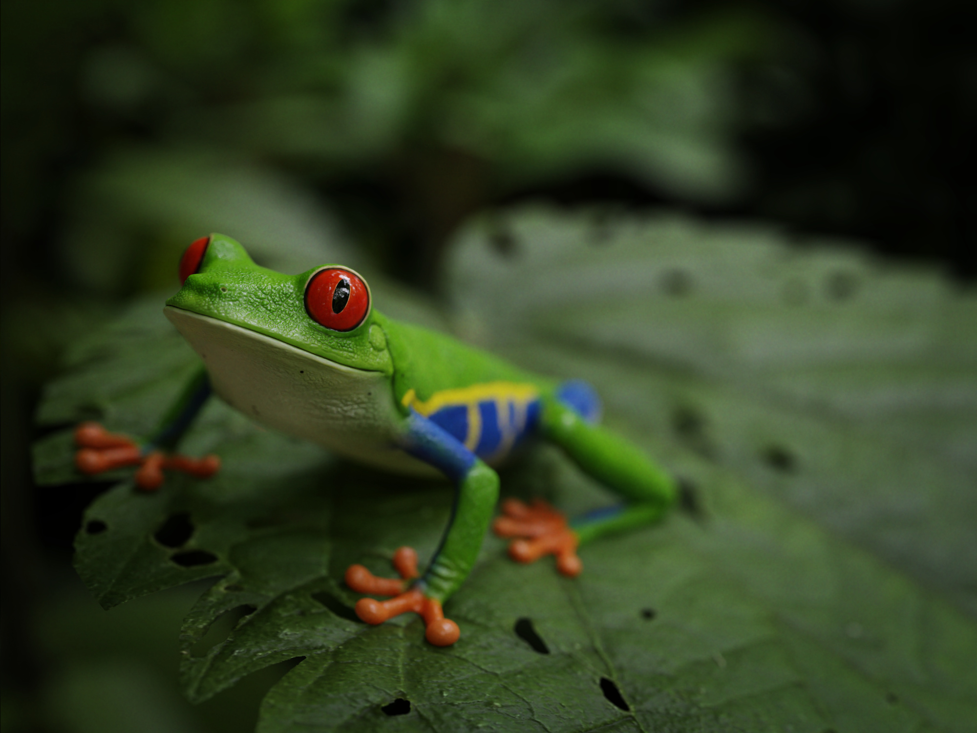 Red Eyed Tree Frog, Creative 3D artwork, CGsociety's awe, Magical creature, 2000x1500 HD Desktop