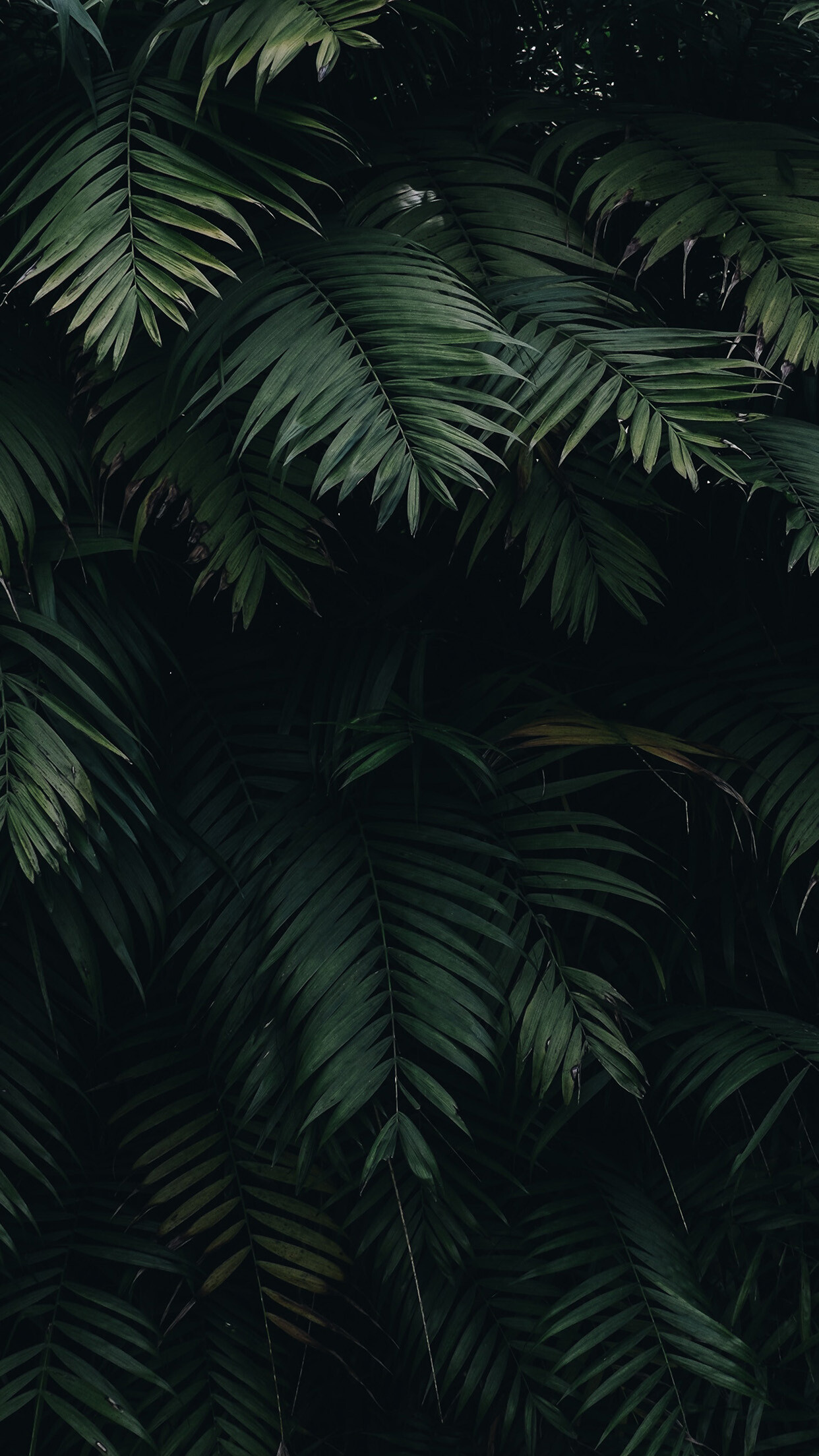 Summer leaf, Tree's shade, Nature's retreat, Relaxing oasis, 1250x2210 HD Phone