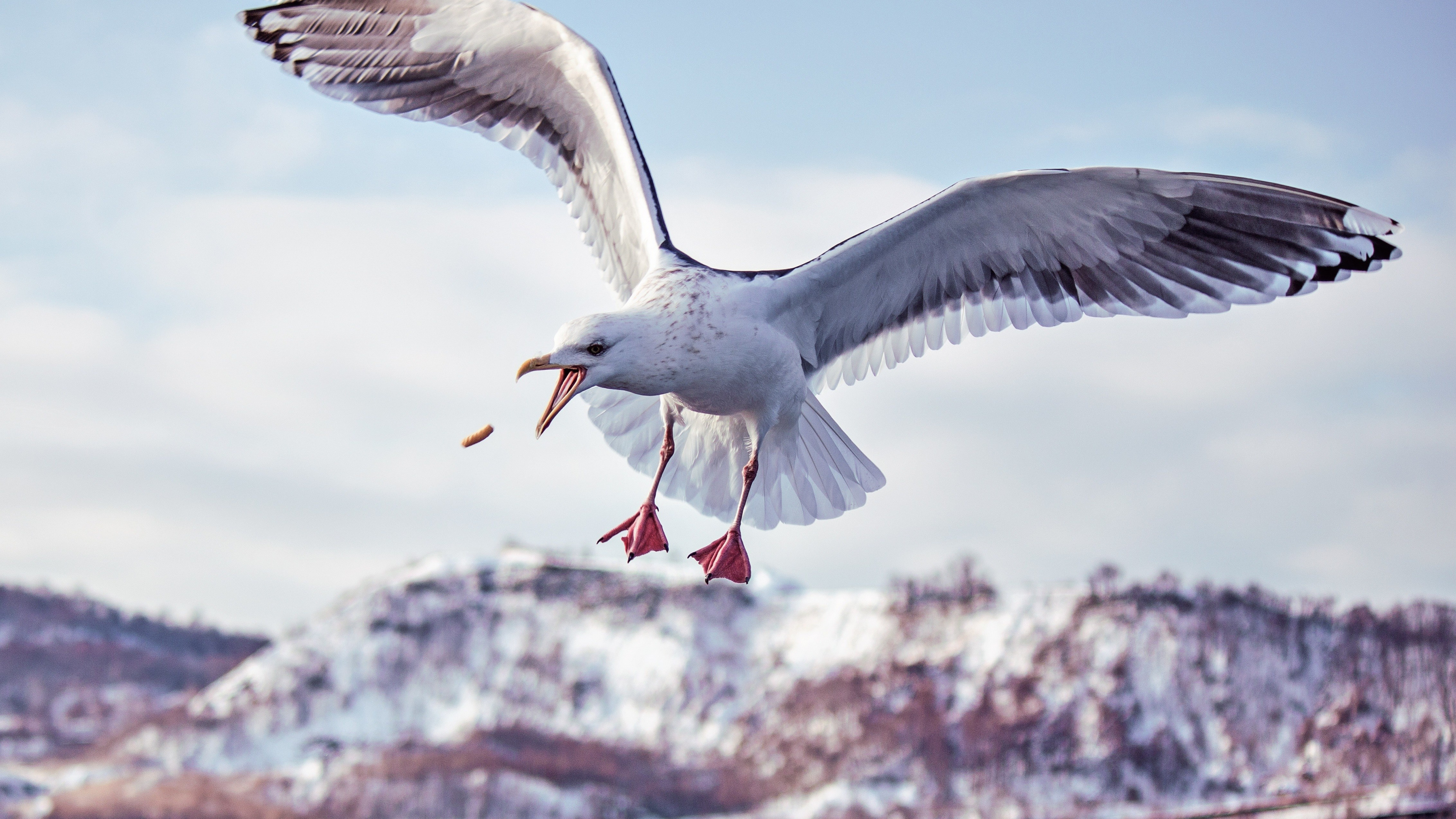 Seagull, Wings, Flight, 4K, 3840x2160 4K Desktop